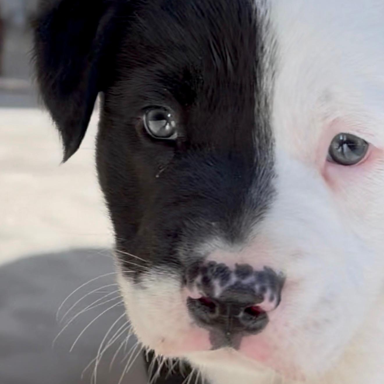 Enlarge Yoda, an adopted mixed breed in Des Moines, WA image 2/6