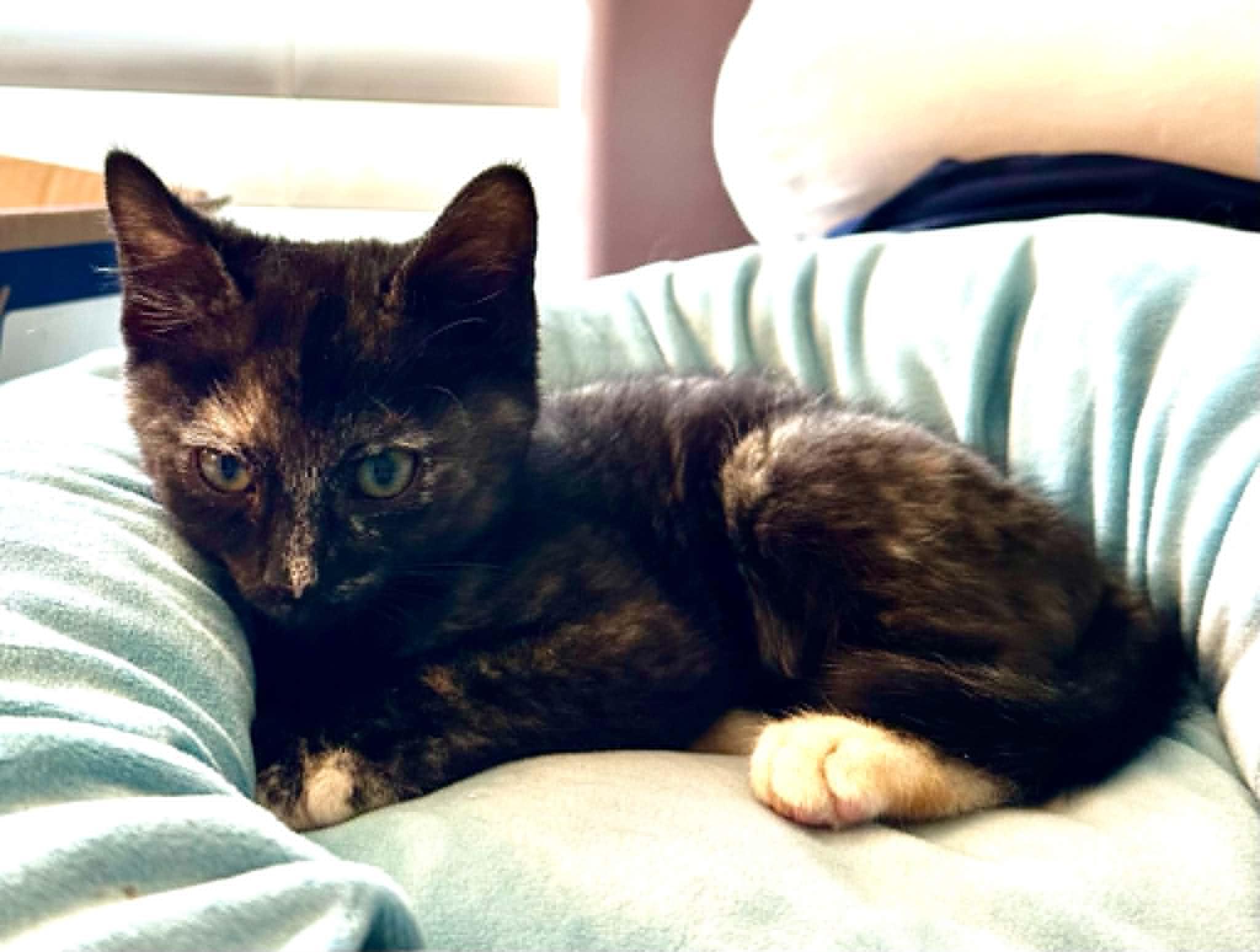 Moxie, an adopted Tortoiseshell in Tehachapi, CA image 4/4