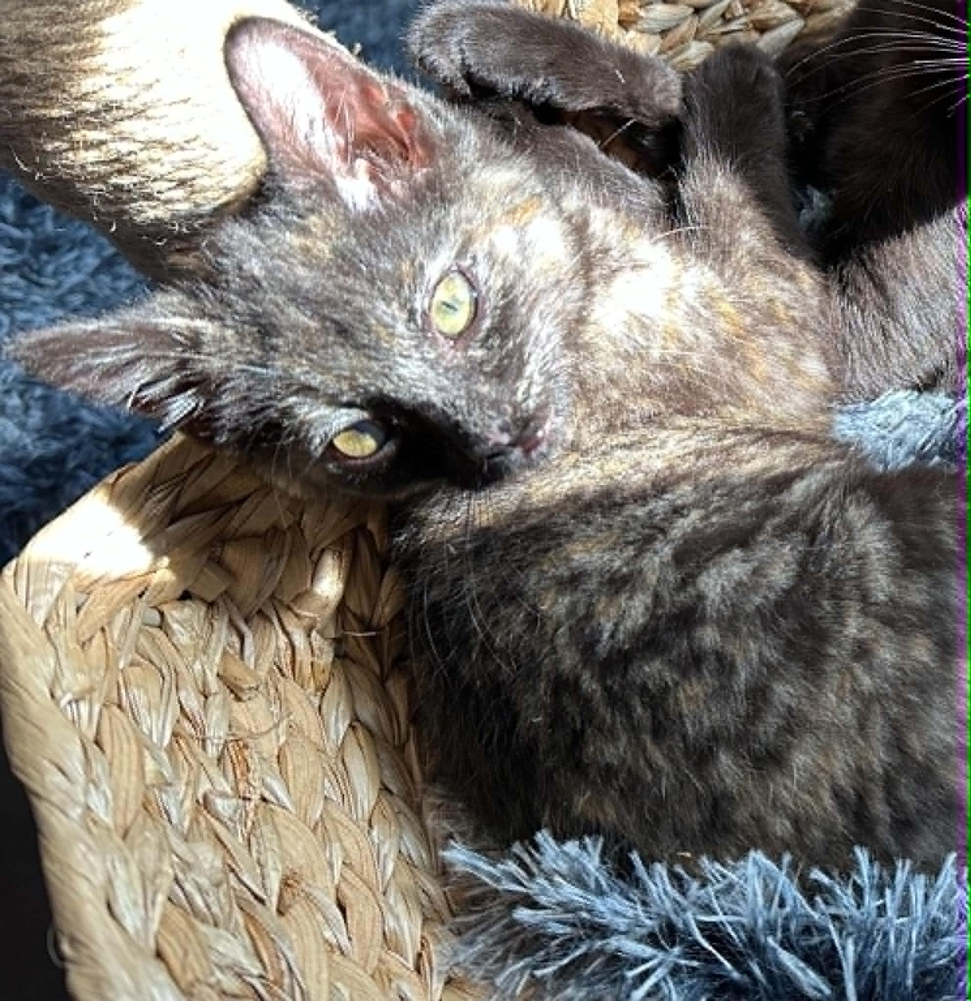Moxie, an adopted Tortoiseshell in Tehachapi, CA image 1/4
