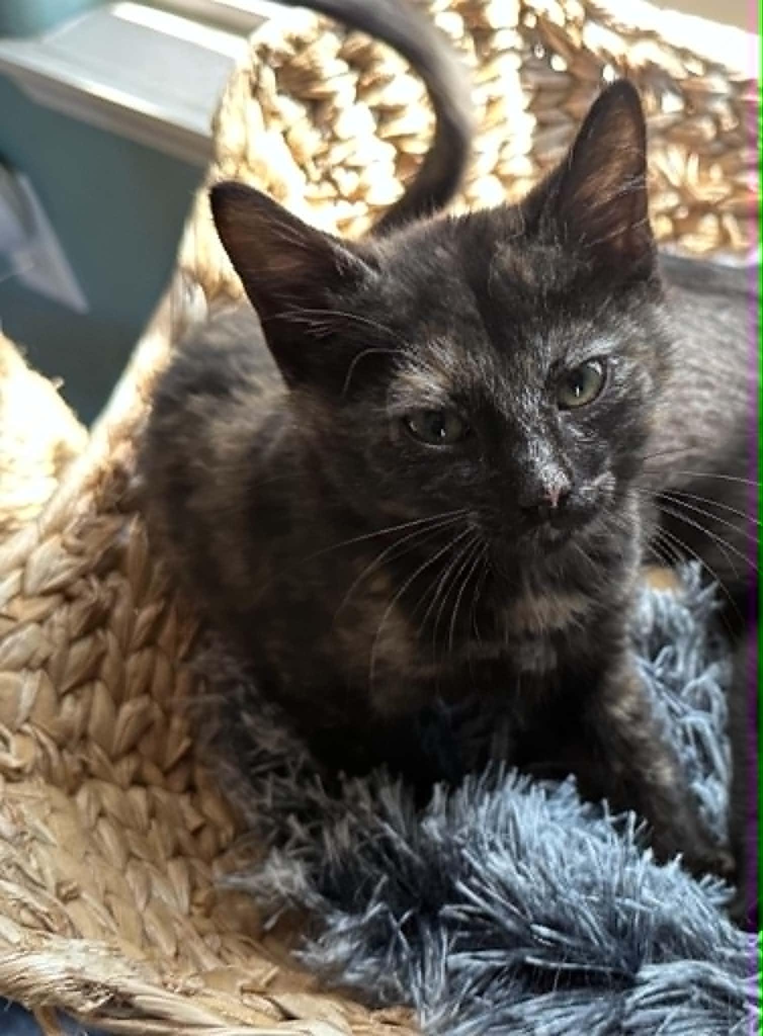 Moxie, an adopted Tortoiseshell in Tehachapi, CA image 2/4