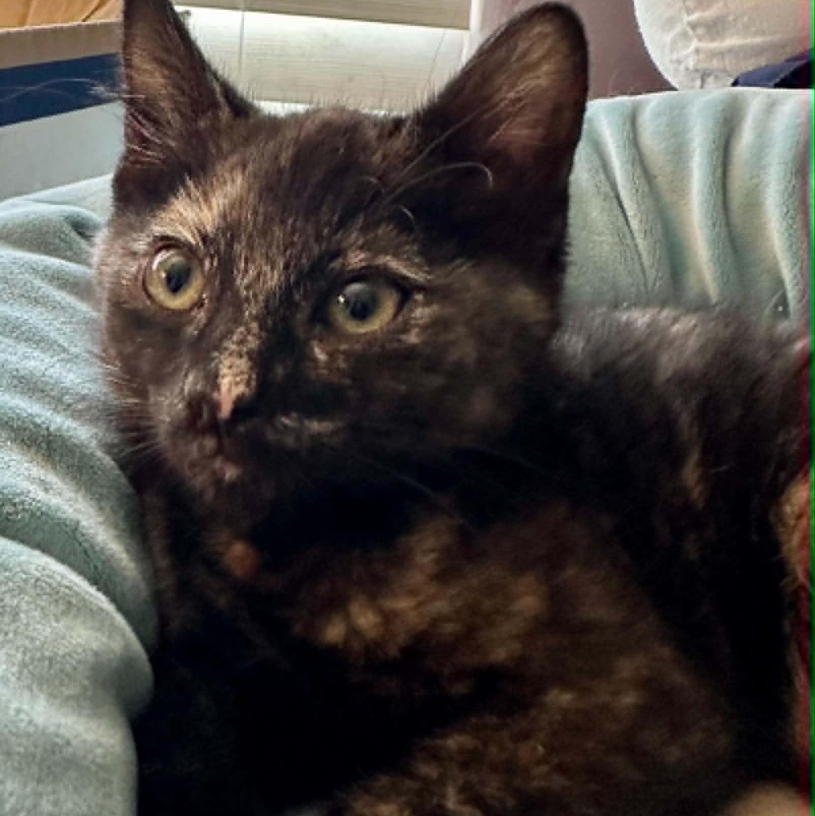 Moxie, an adopted Tortoiseshell in Tehachapi, CA image 3/4