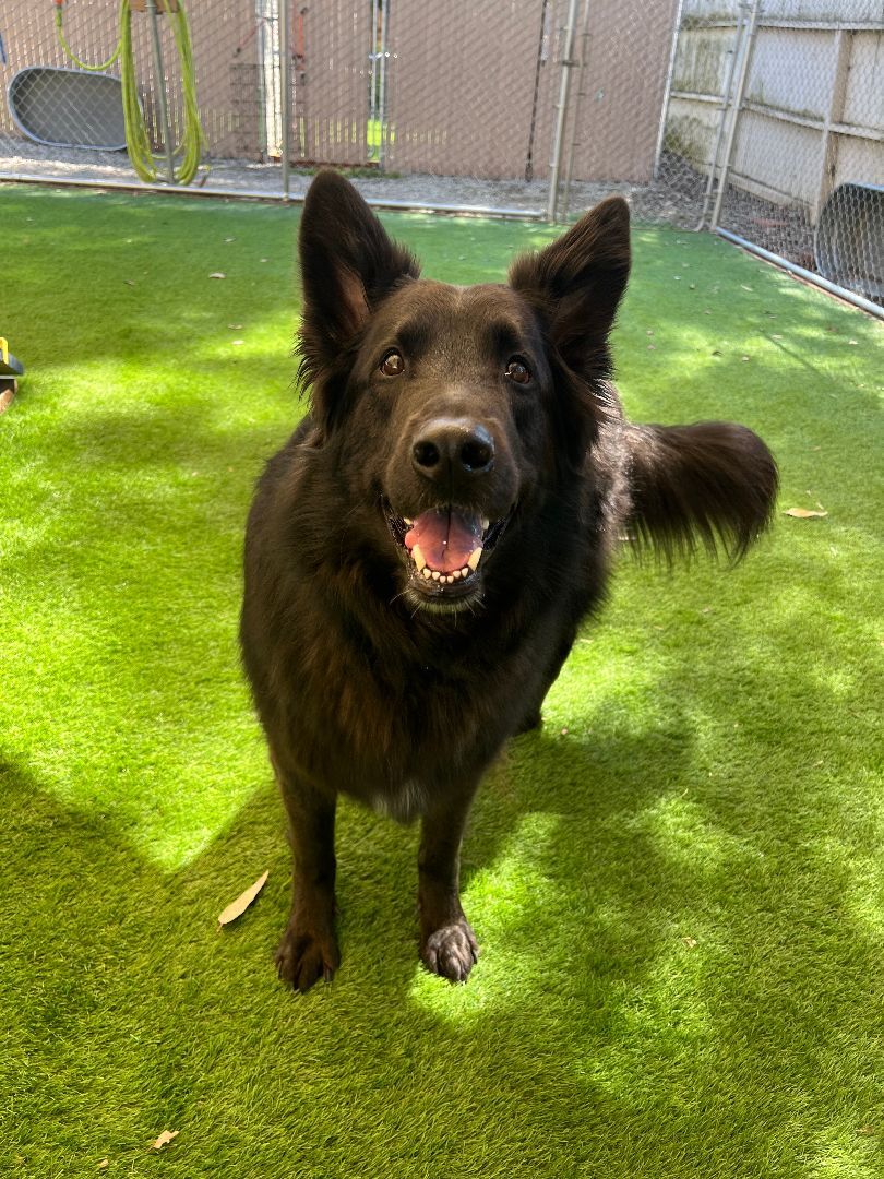 Enzo, Adoptable, Adult Male German Shepherd Dog.