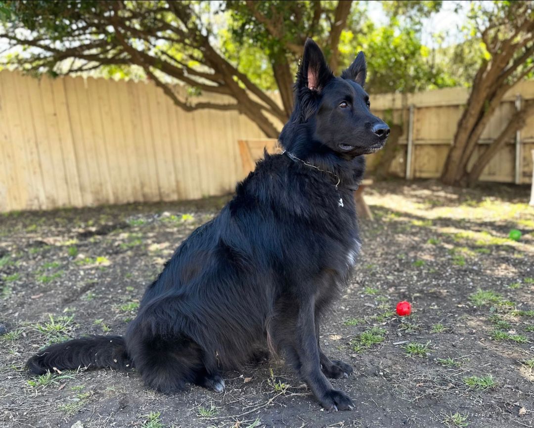 Enlarge Enzo, a Adoptable German Shepherd Dog in San Diego, CA image 2/6