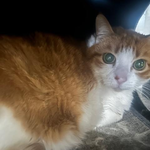 Enlarge Marty, a ADOPTABLE Domestic Short Hair in Lehigh Acres, FL image 1/1