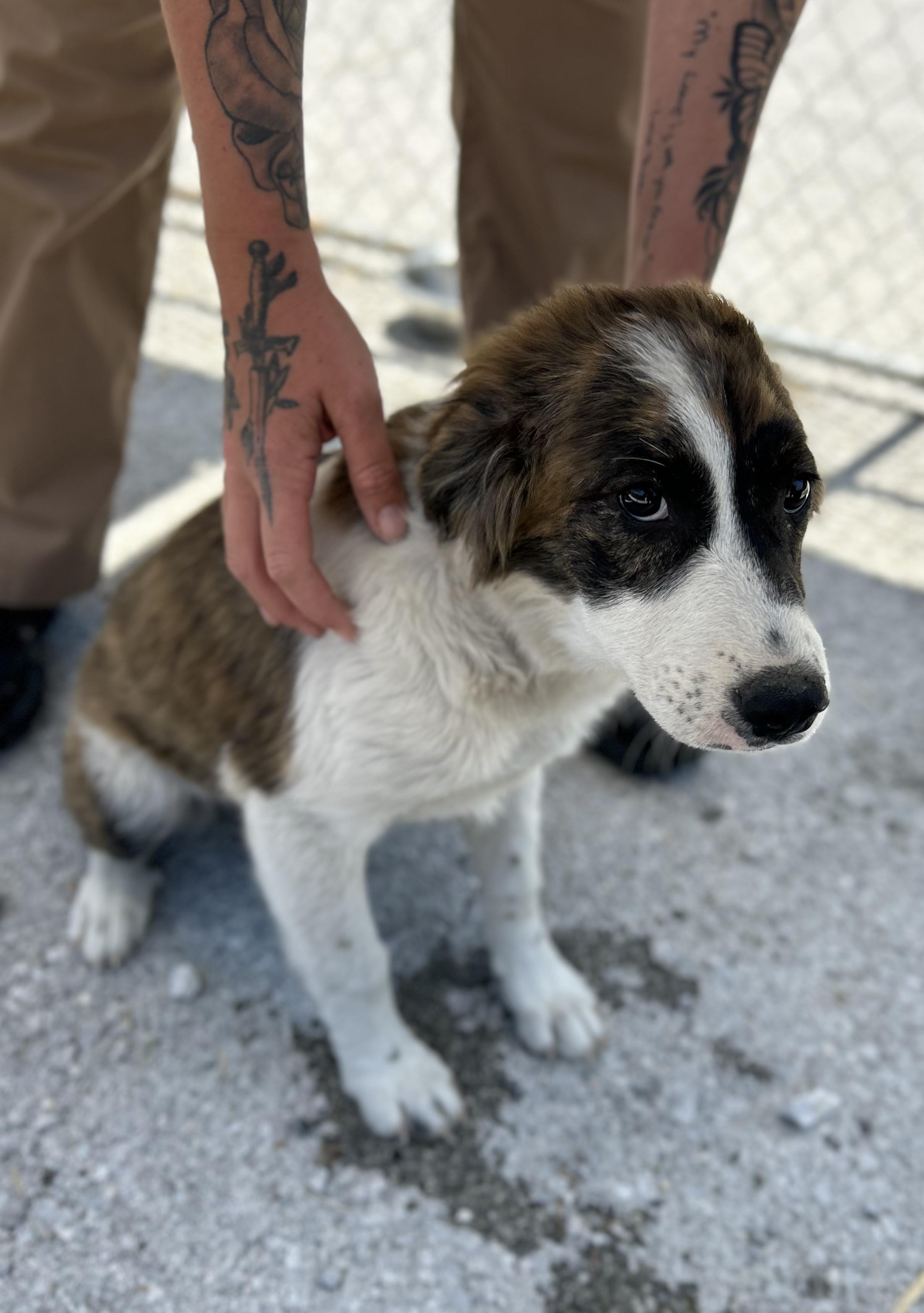 Meatloaf, a ADOPTABLE Mixed Breed in Manchester, TN image 3/3