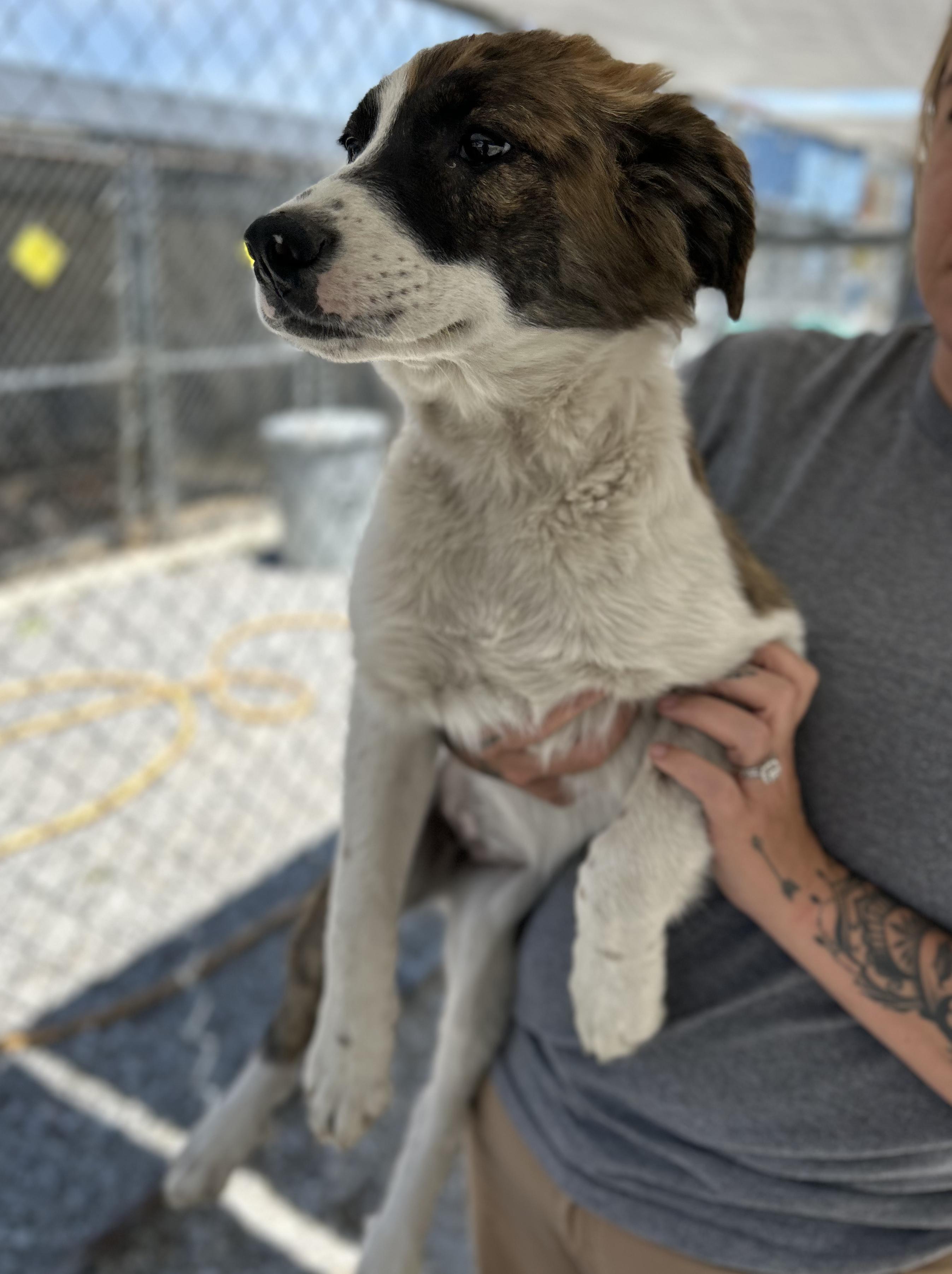 Meatloaf, a ADOPTABLE Mixed Breed in Manchester, TN image 2/3