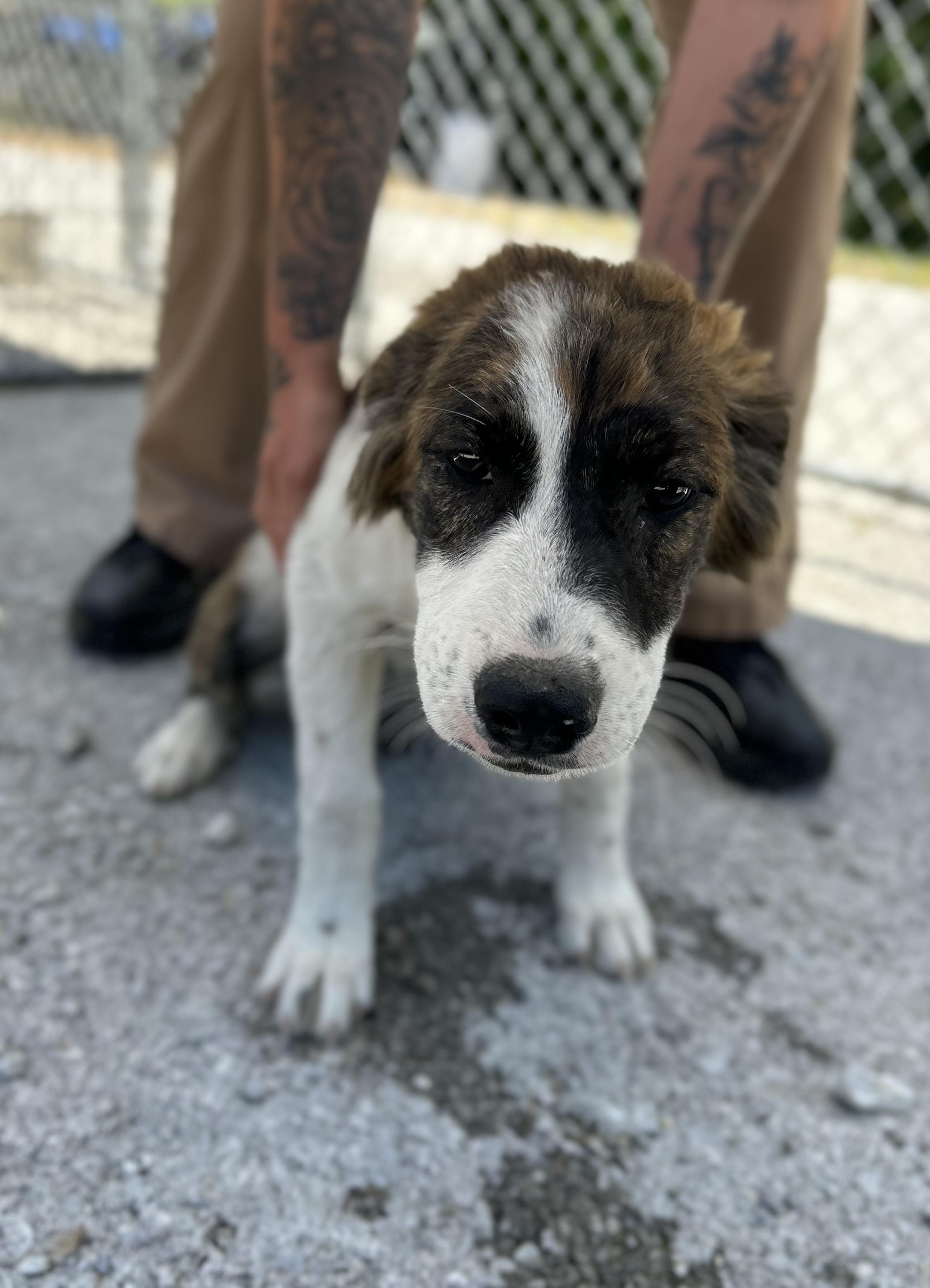 Meatloaf, a ADOPTABLE Mixed Breed in Manchester, TN image 1/3