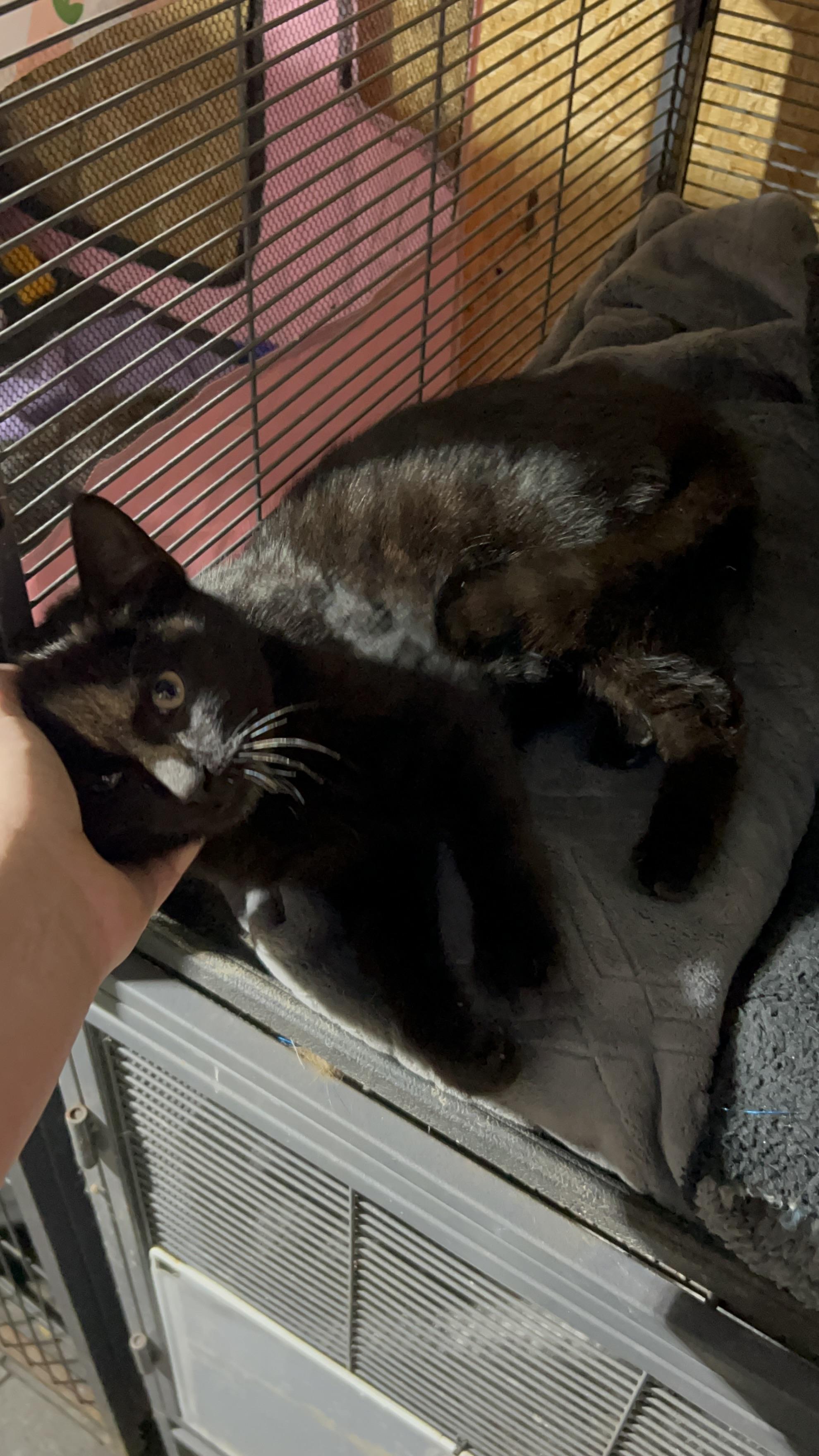Spooky , ADOPTABLE, Young Male Domestic Short Hair.