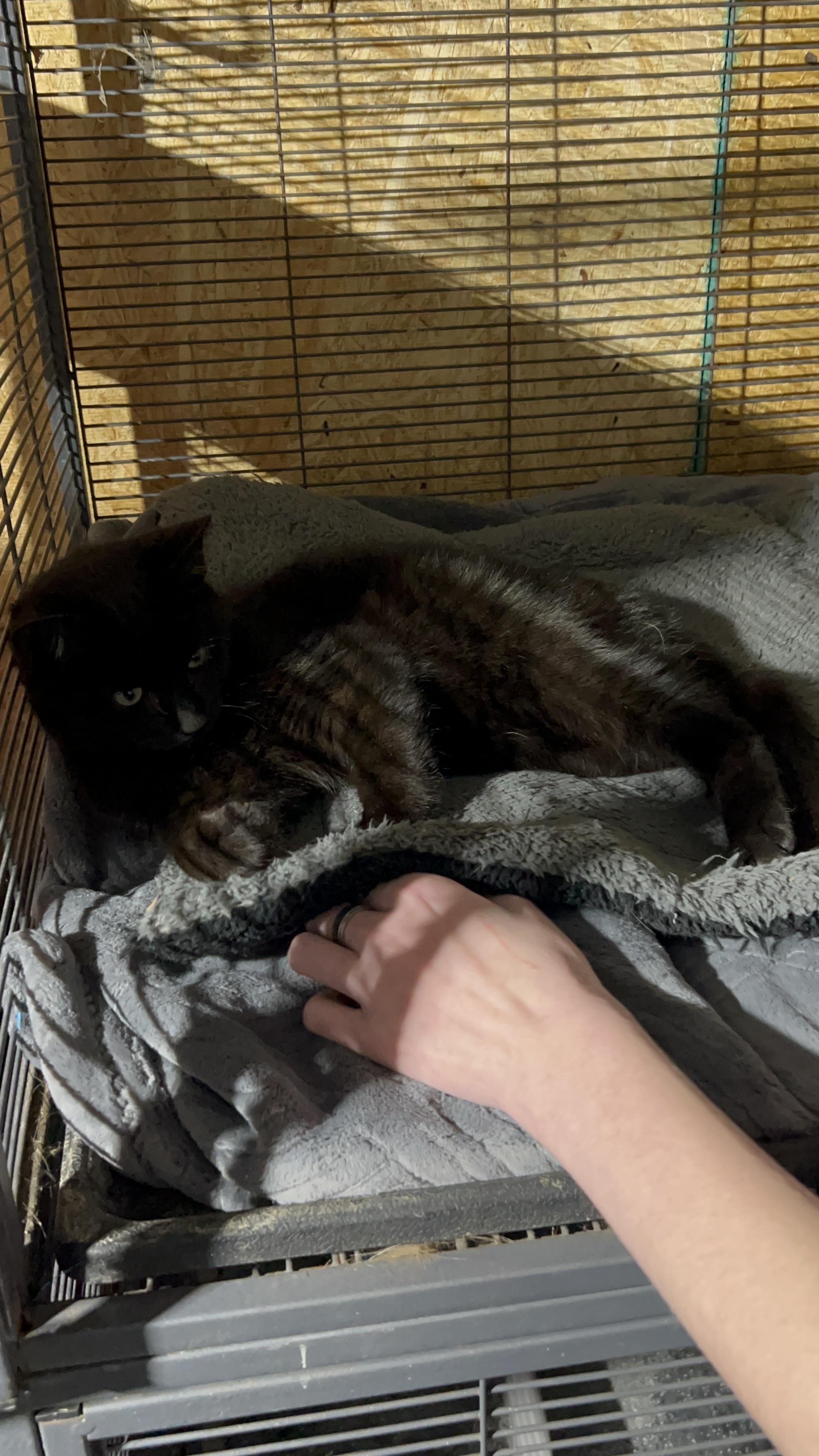 Spooky , a ADOPTABLE Domestic Short Hair in Walkertown, NC image 2/4