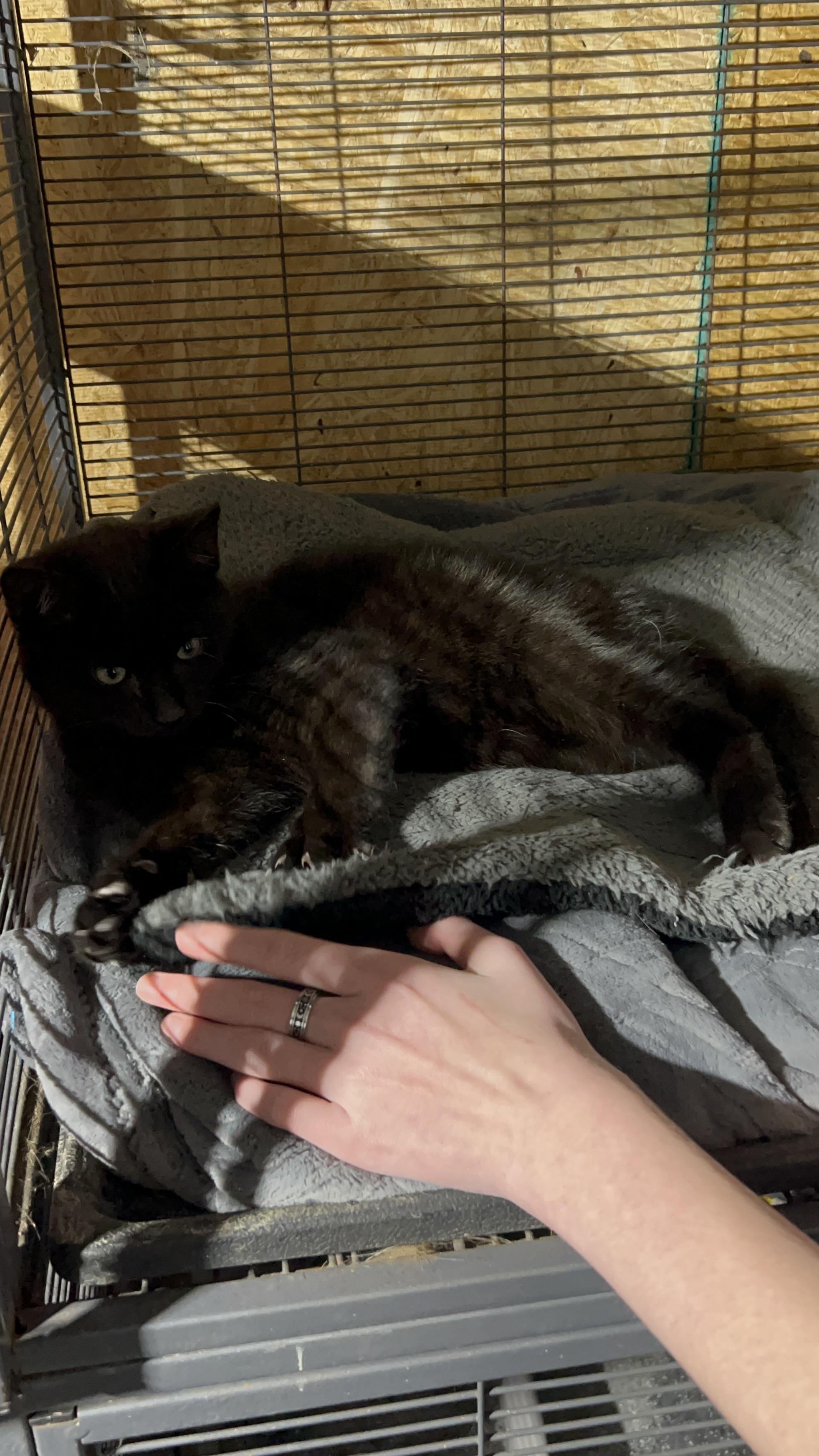 Spooky , a ADOPTABLE Domestic Short Hair in Walkertown, NC image 3/4