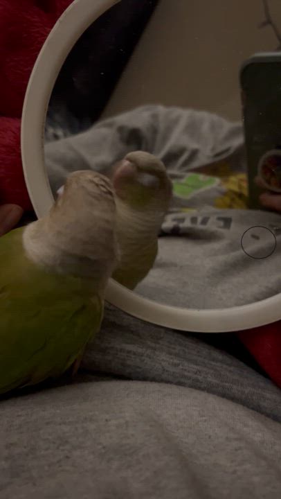 Enlarge Spooky , a ADOPTABLE Domestic Short Hair in Walkertown, NC video 4/4