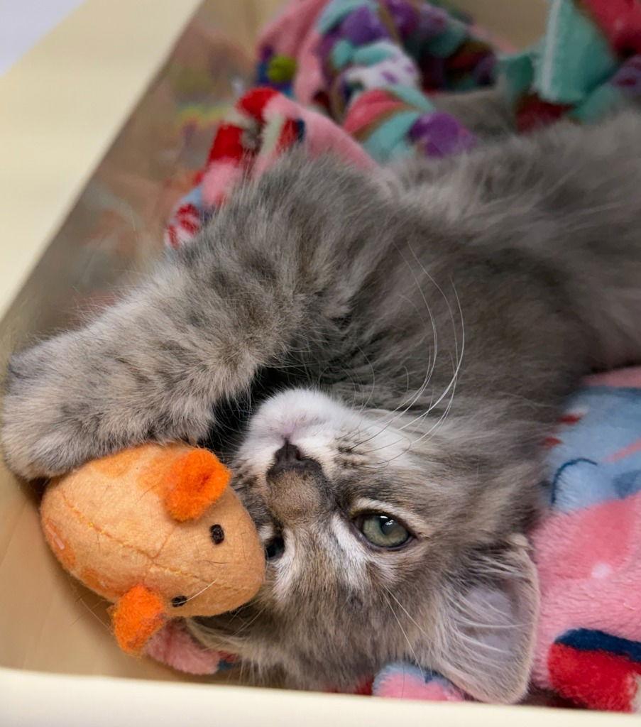 Enlarge Thistle, a Adoptable Domestic Long Hair in St. Helens, OR image 1/1