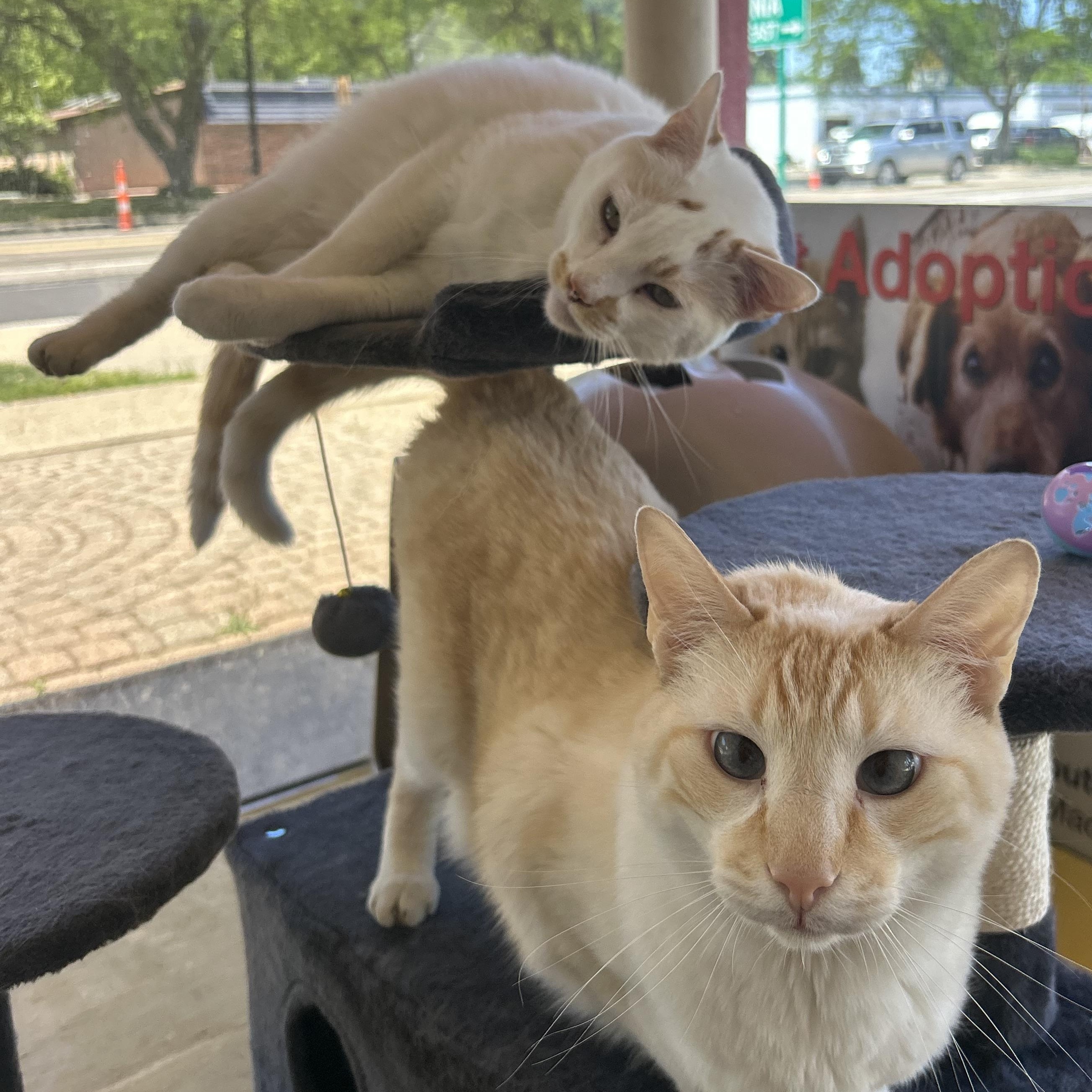 Butters & Banana-BONDED PAIR, adopted, Adult Male Siamese.