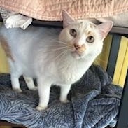 Butters & Banana-BONDED PAIR, a ADOPTABLE mixed breed in Madison Heights, MI image 1/6