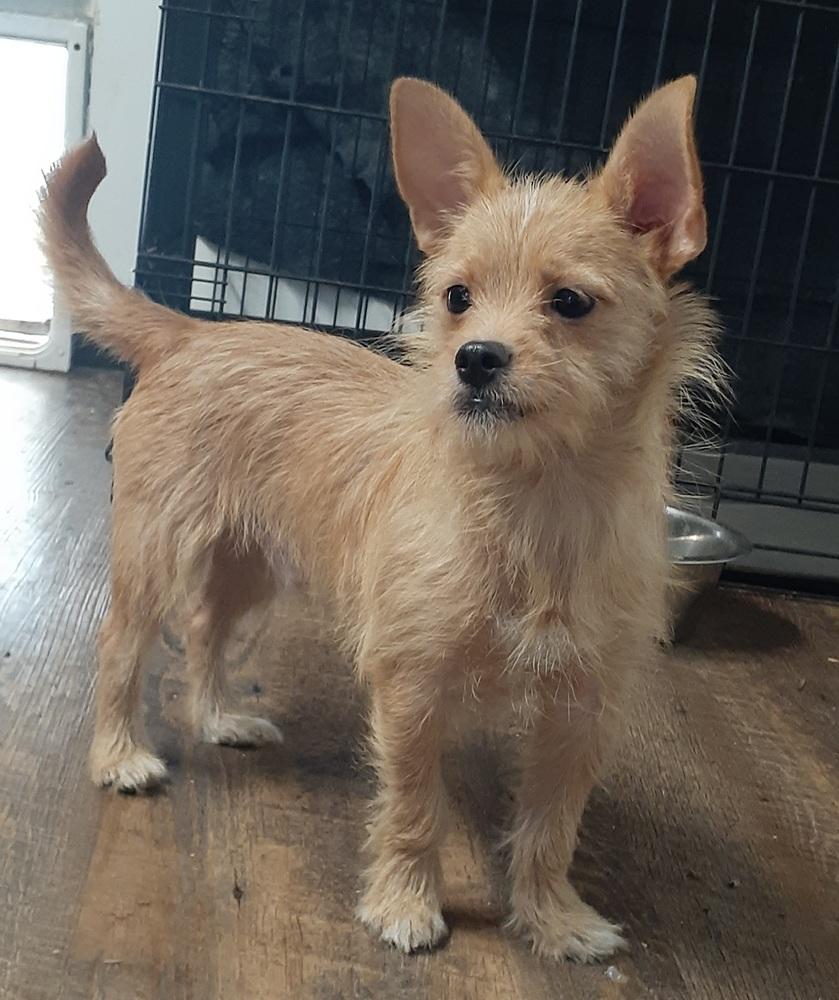 Van Gogh, Adopted, Adult Male Terrier & Chihuahua.