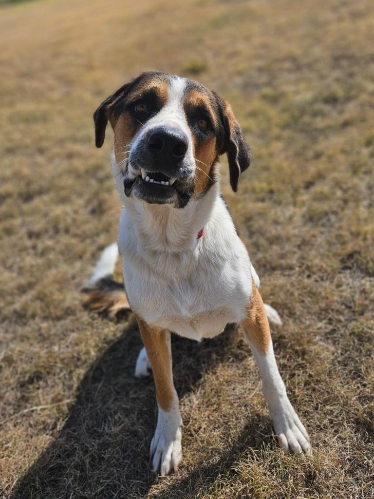 Max, Adopted, Adult Male Saint Bernard & Mixed Breed.