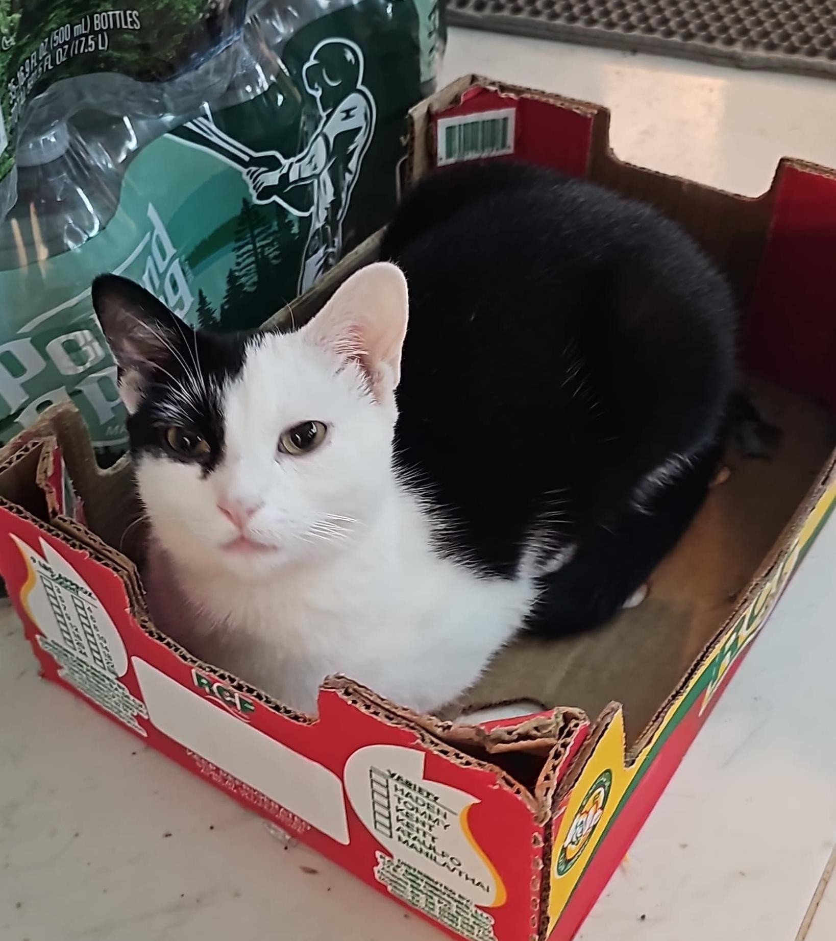 Kearney Ave. Kittens, Adoptable, Young Male Domestic Short Hair.