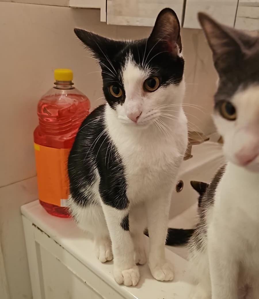 Enlarge Kearney Ave. Kittens, a Adoptable Domestic Short Hair in Perth Amboy , NJ image 2/5