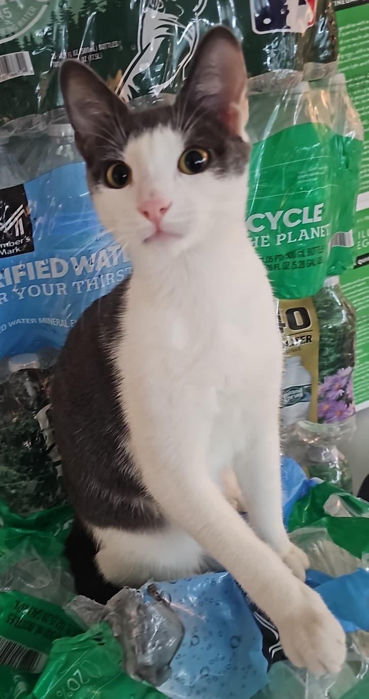 Enlarge Kearney Ave. Kittens, a Adoptable Domestic Short Hair in Perth Amboy , NJ image 3/5