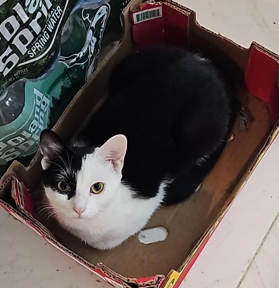 Enlarge Kearney Ave. Kittens, a Adoptable Domestic Short Hair in Perth Amboy , NJ image 4/5