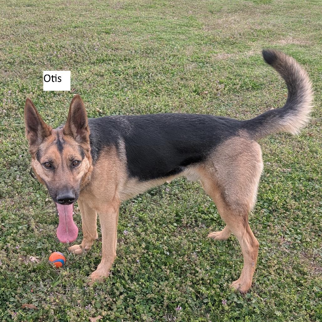 Enlarge Otis, a Adoptable mixed breed in Tulsa, OK image 3/6