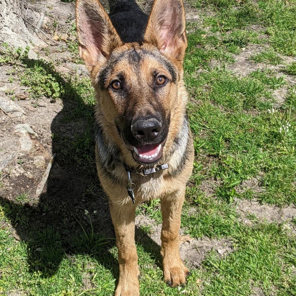 Enlarge Otis, a Adoptable mixed breed in Tulsa, OK image 4/6