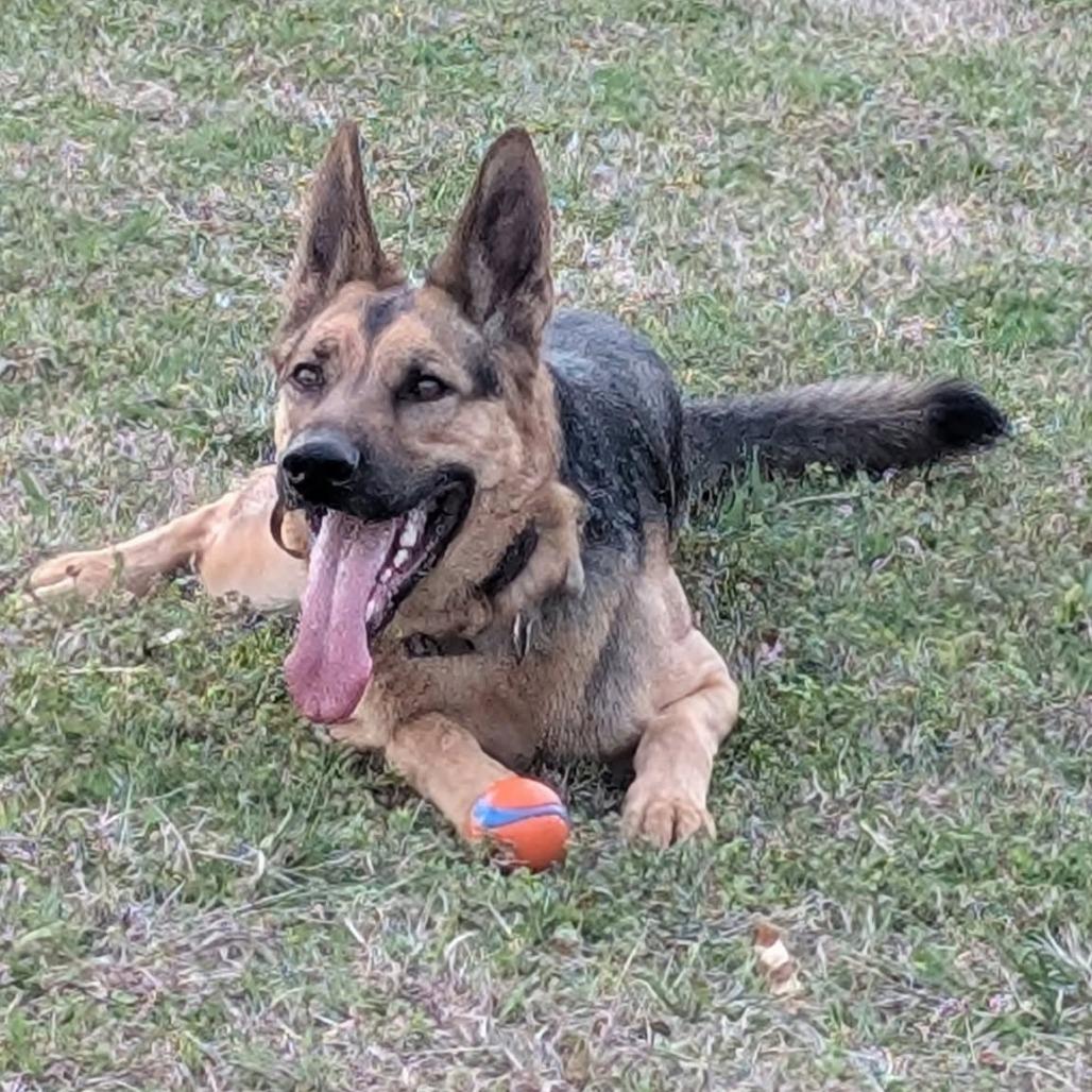 Enlarge Otis, a Adoptable mixed breed in Tulsa, OK image 5/6