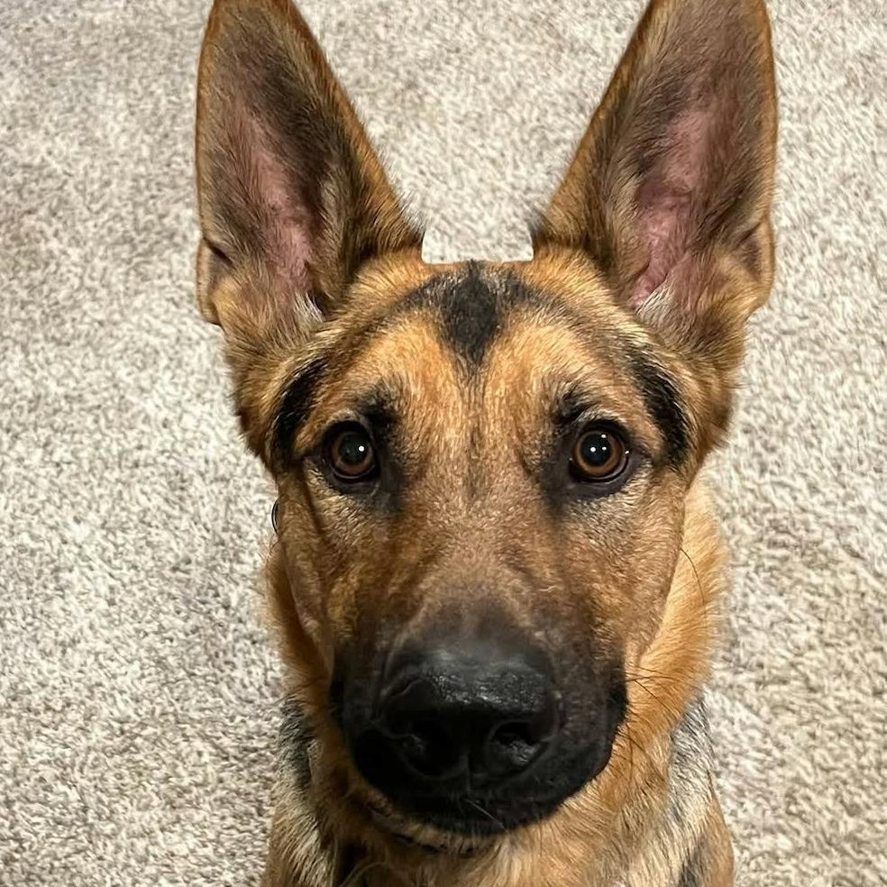 Enlarge Otis, a Adoptable mixed breed in Tulsa, OK image 6/6