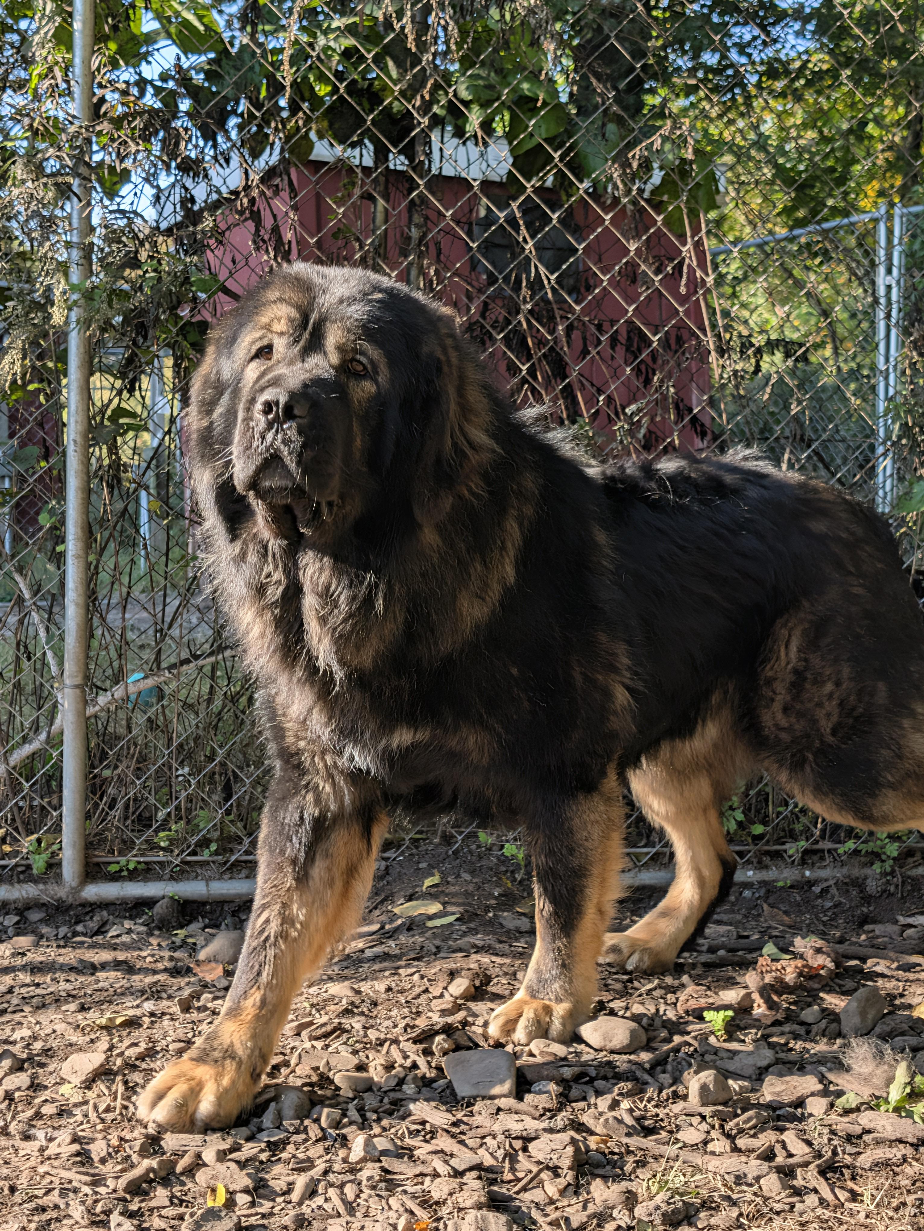 Enlarge Shiloh, a Adopted mixed breed in New Windsor, NY image 2/2