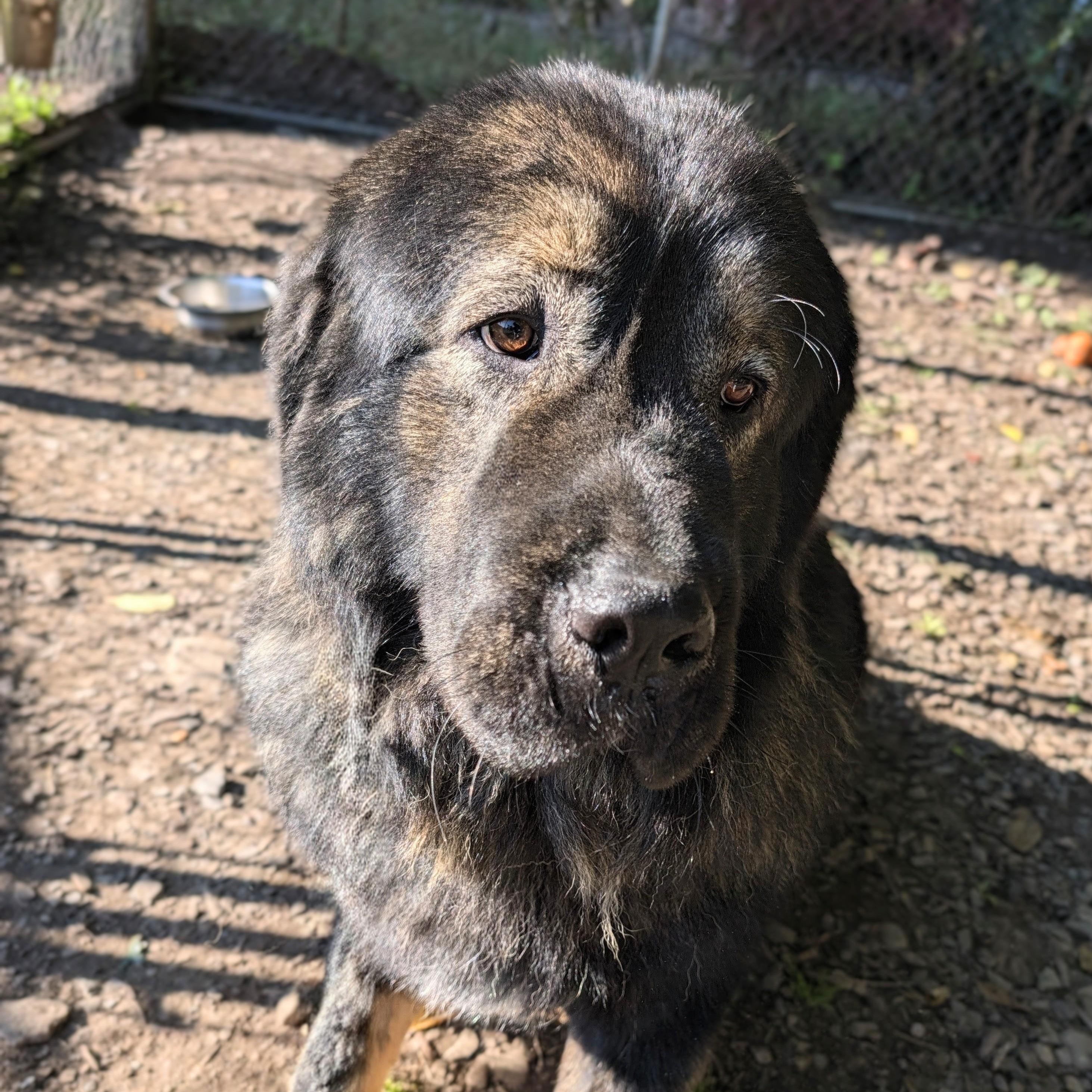Enlarge Shiloh, a Adopted mixed breed in New Windsor, NY image 1/2