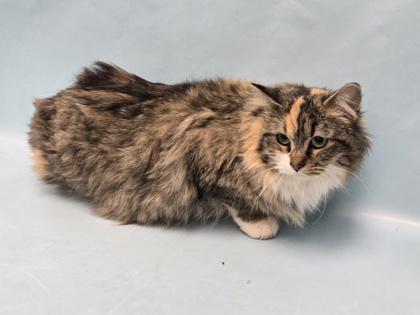 Enlarge Ivy, a Adoptable Domestic Medium Hair in Coon Rapids, MN image 1/1