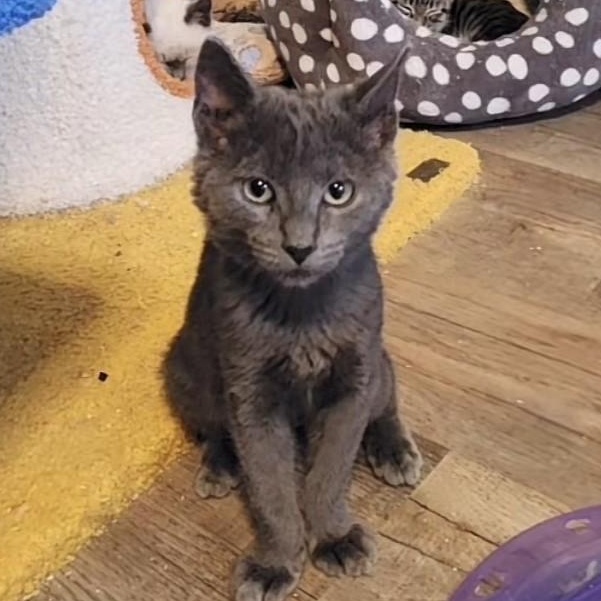 Billy the Kit-ten, adoptable, Kitten Male Domestic Short Hair.