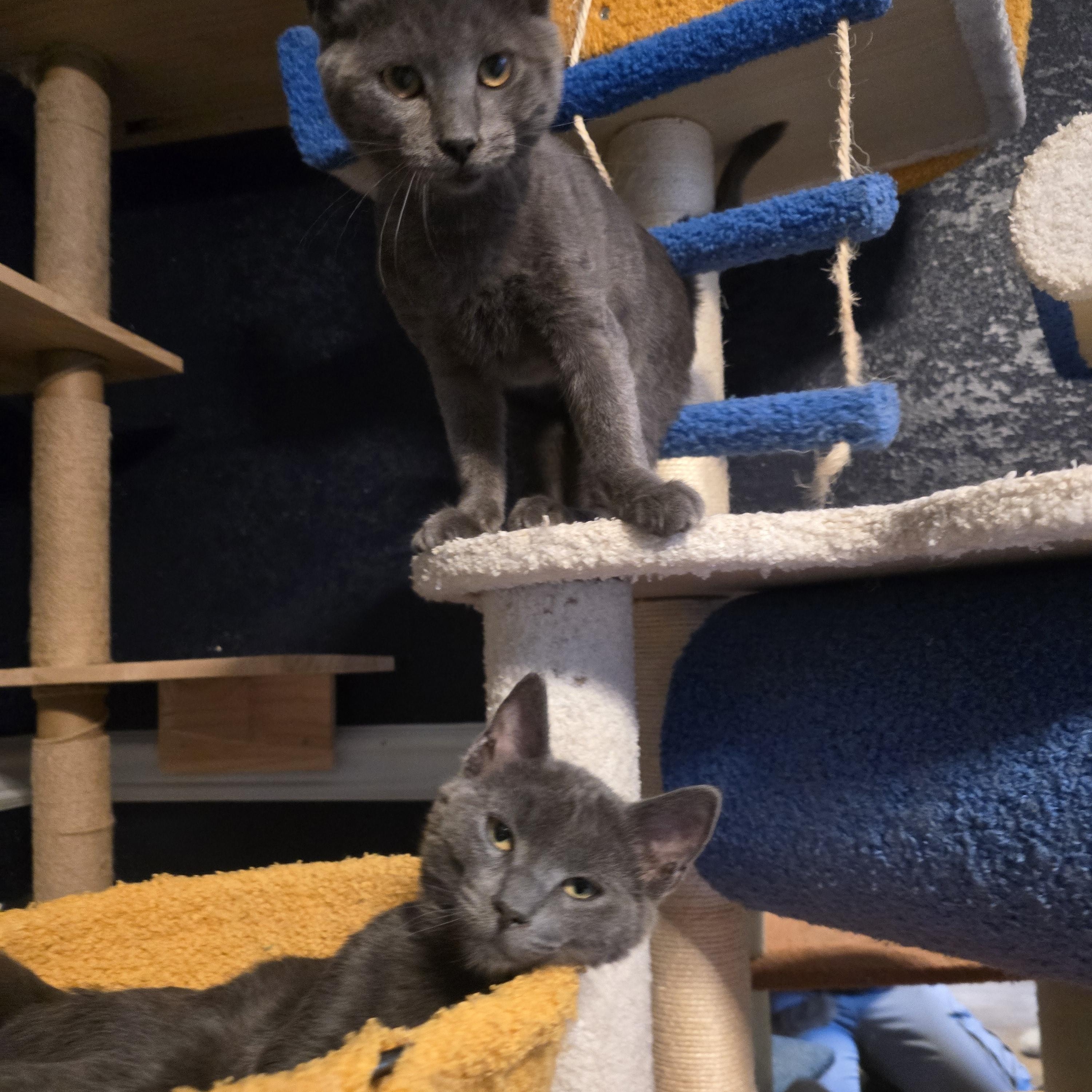 Enlarge Billy the Kit-ten, an adoptable Domestic Short Hair in Lacey, WA image 2/4