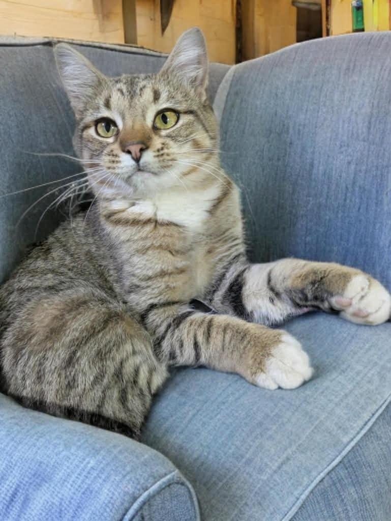 Teena, a Adoptable mixed breed in Fond Du Lac, WI image 1/4