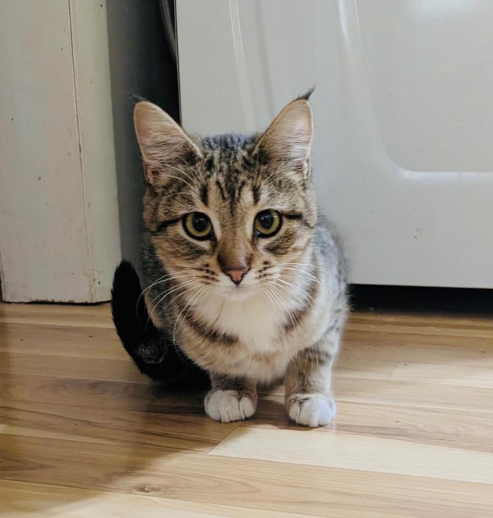 Teena, a Adoptable mixed breed in Fond Du Lac, WI image 2/4