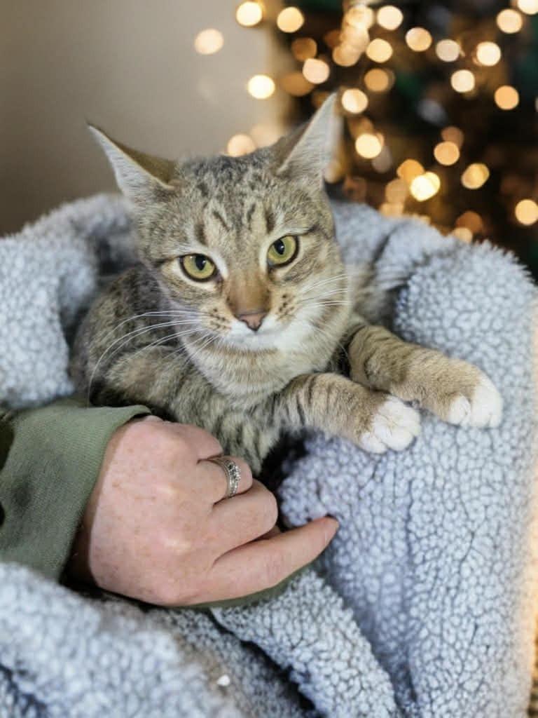 Teena, a Adoptable mixed breed in Fond Du Lac, WI image 4/4