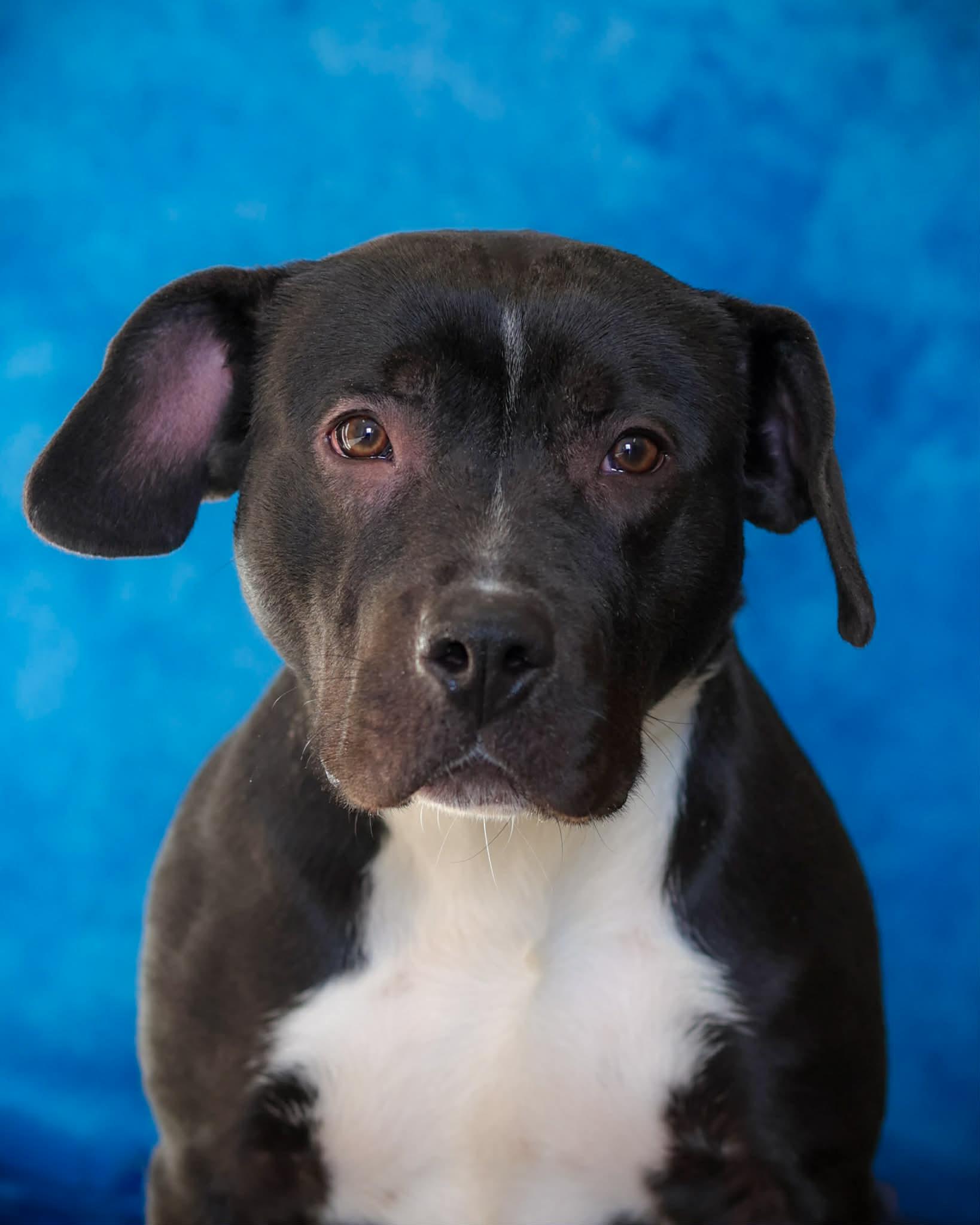 Jenga, ADOPTABLE, Young Female Pit Bull Terrier.