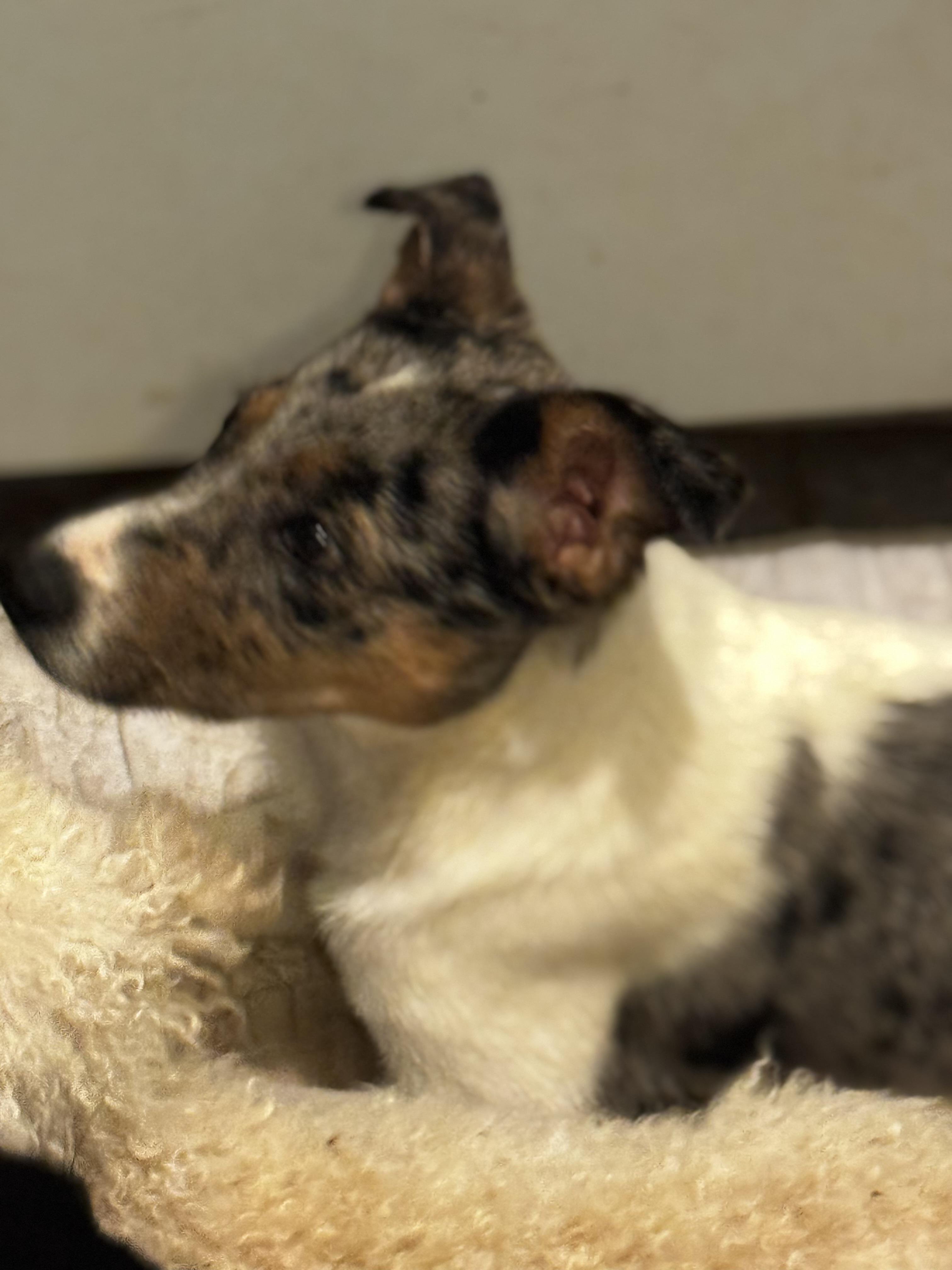 Enlarge Sky , a ADOPTABLE mixed breed in Wentzville, MO image 2/2