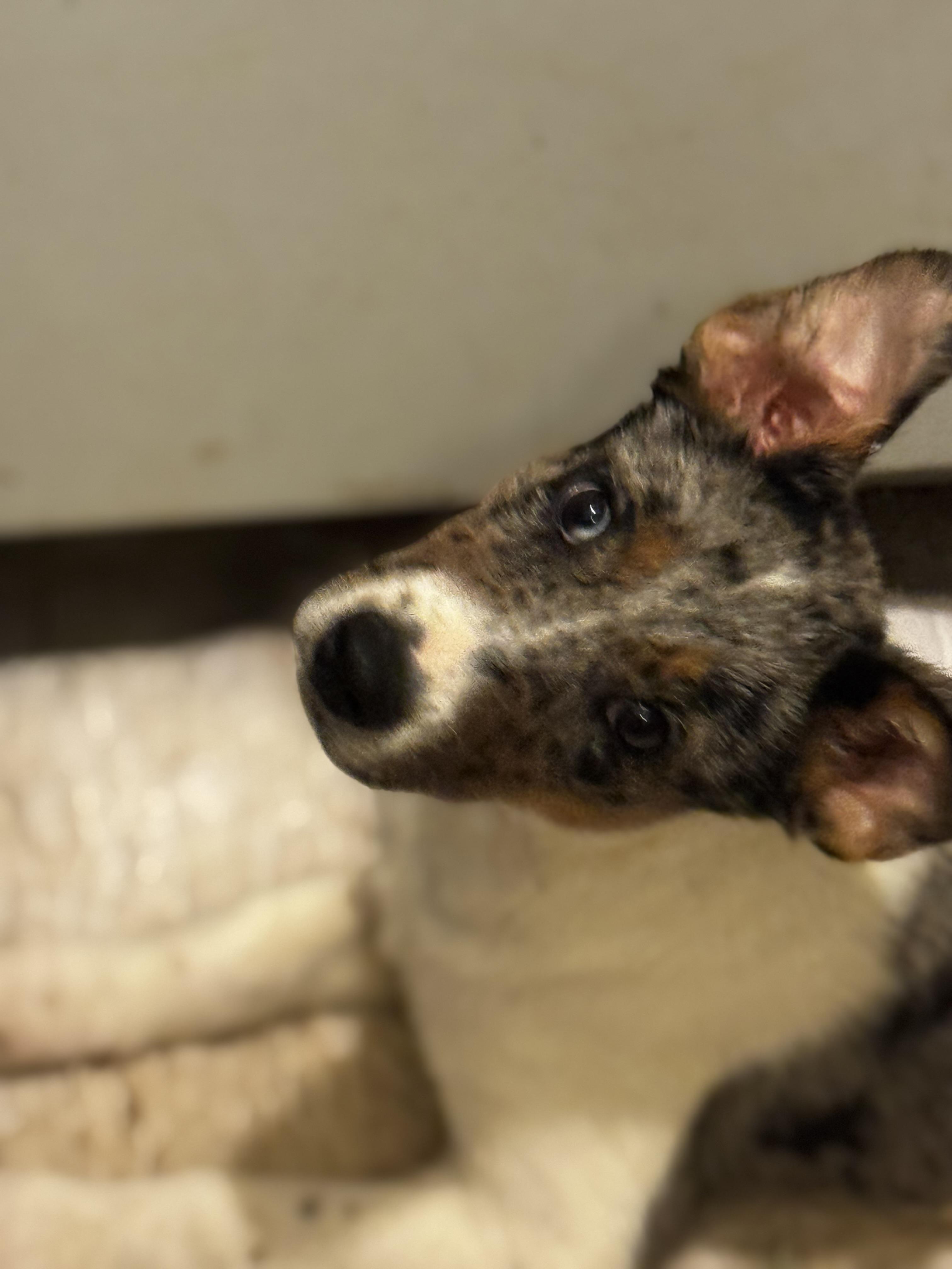 Enlarge Sky , a ADOPTABLE mixed breed in Wentzville, MO image 1/2