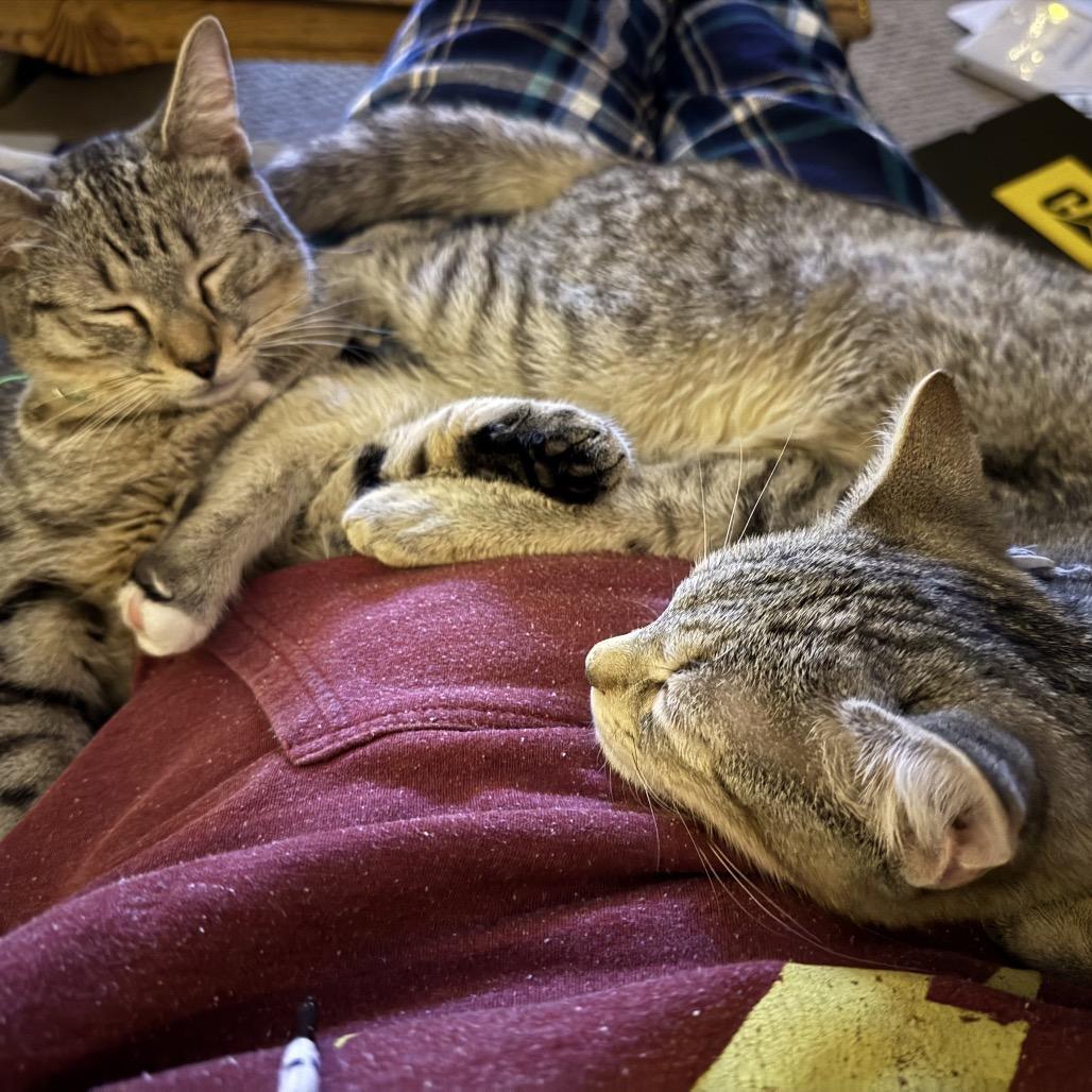 Enlarge Gideon, a Adoptable Domestic Short Hair in Pittsburgh, PA image 1/3