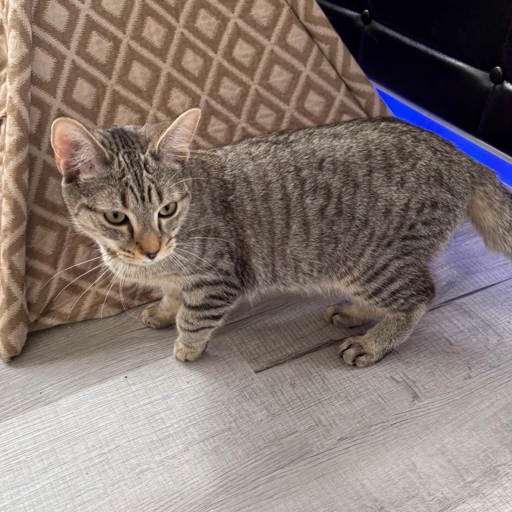 Enlarge Gideon, a Adoptable Domestic Short Hair in Pittsburgh, PA image 2/3