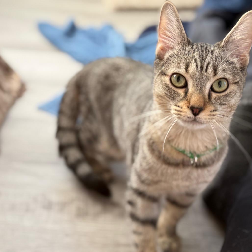 Enlarge Gideon, a Adoptable Domestic Short Hair in Pittsburgh, PA image 3/3