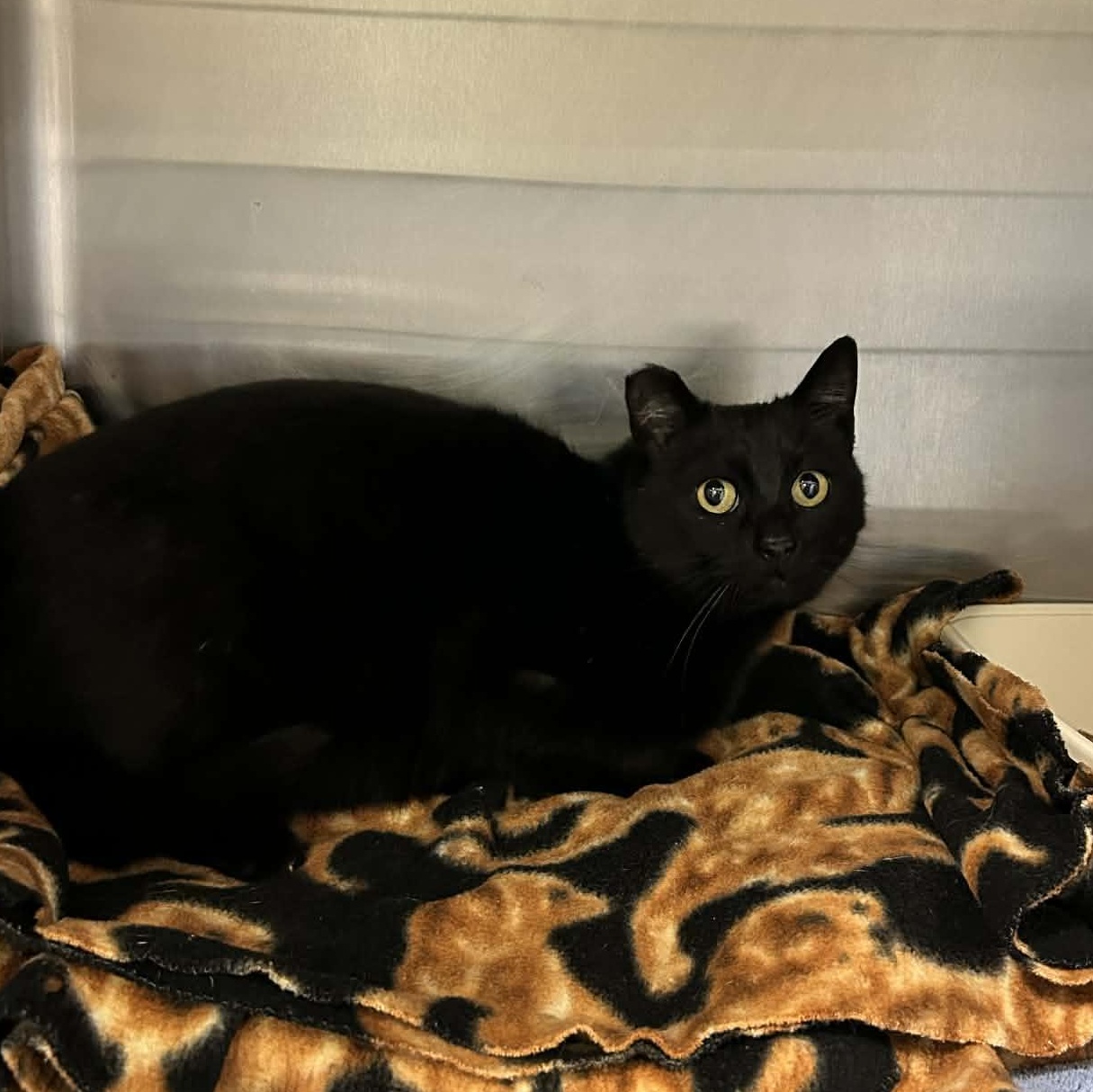 Enlarge Sizzle, a ADOPTABLE mixed breed in Grants Pass, OR image 2/2