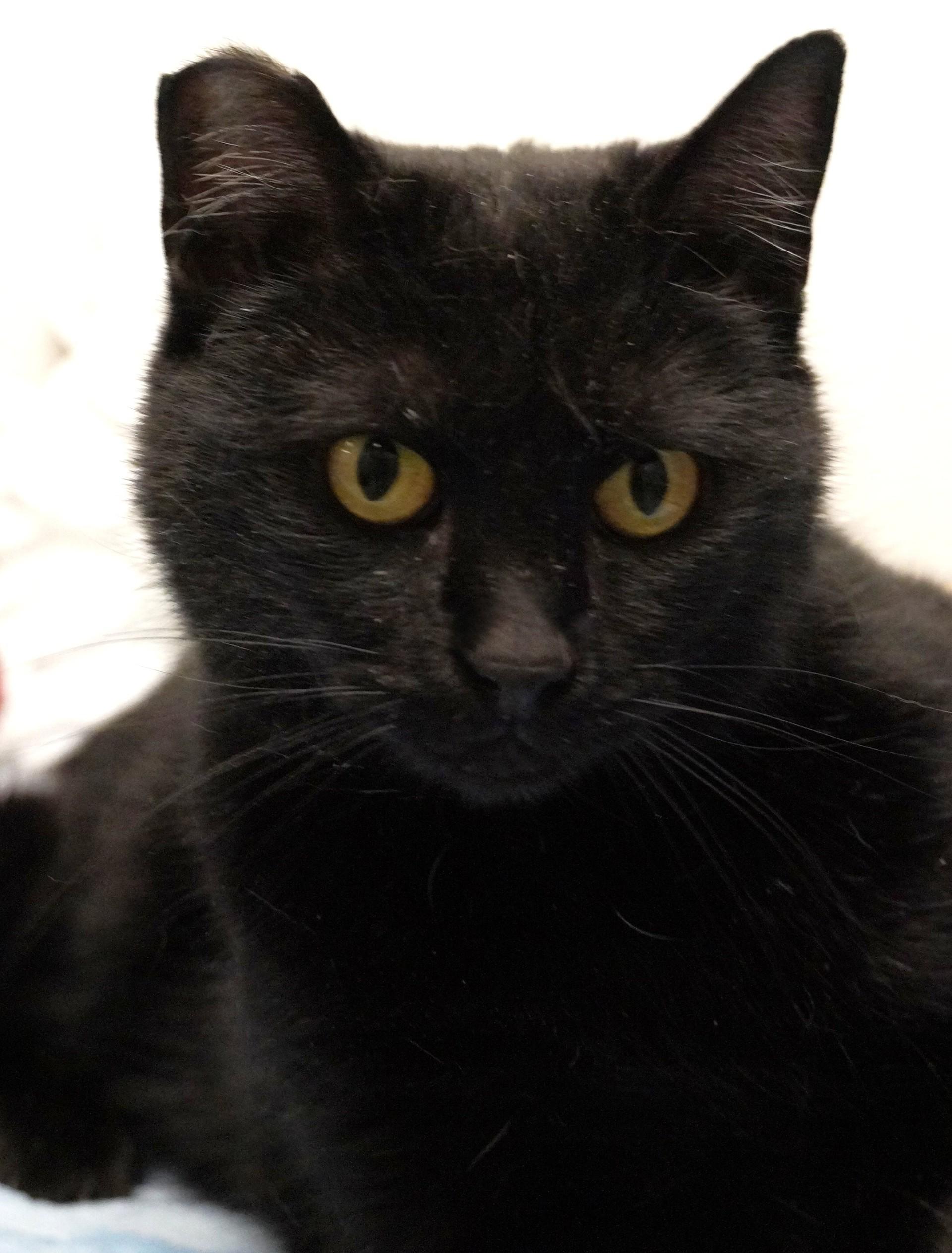Sizzle, ADOPTABLE, Adult Female Domestic Short Hair.