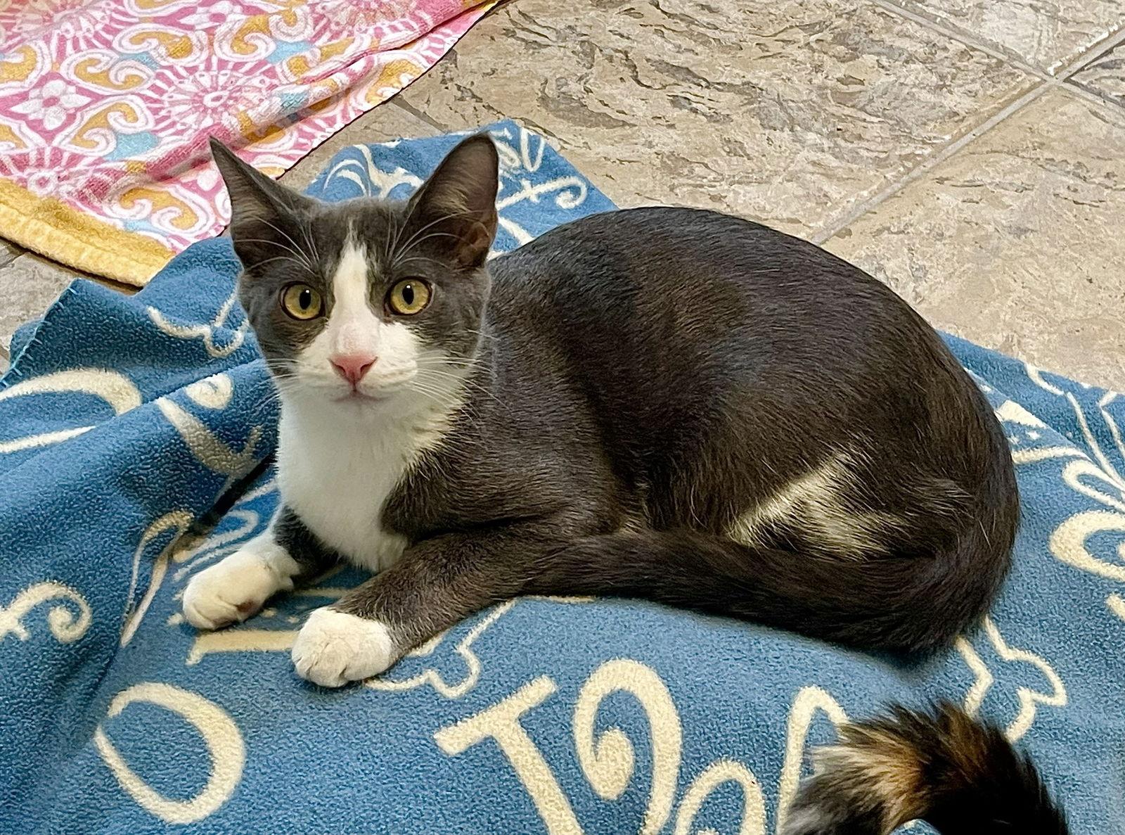 Emile, Adoptable, Young Male Domestic Short Hair & Russian Blue.