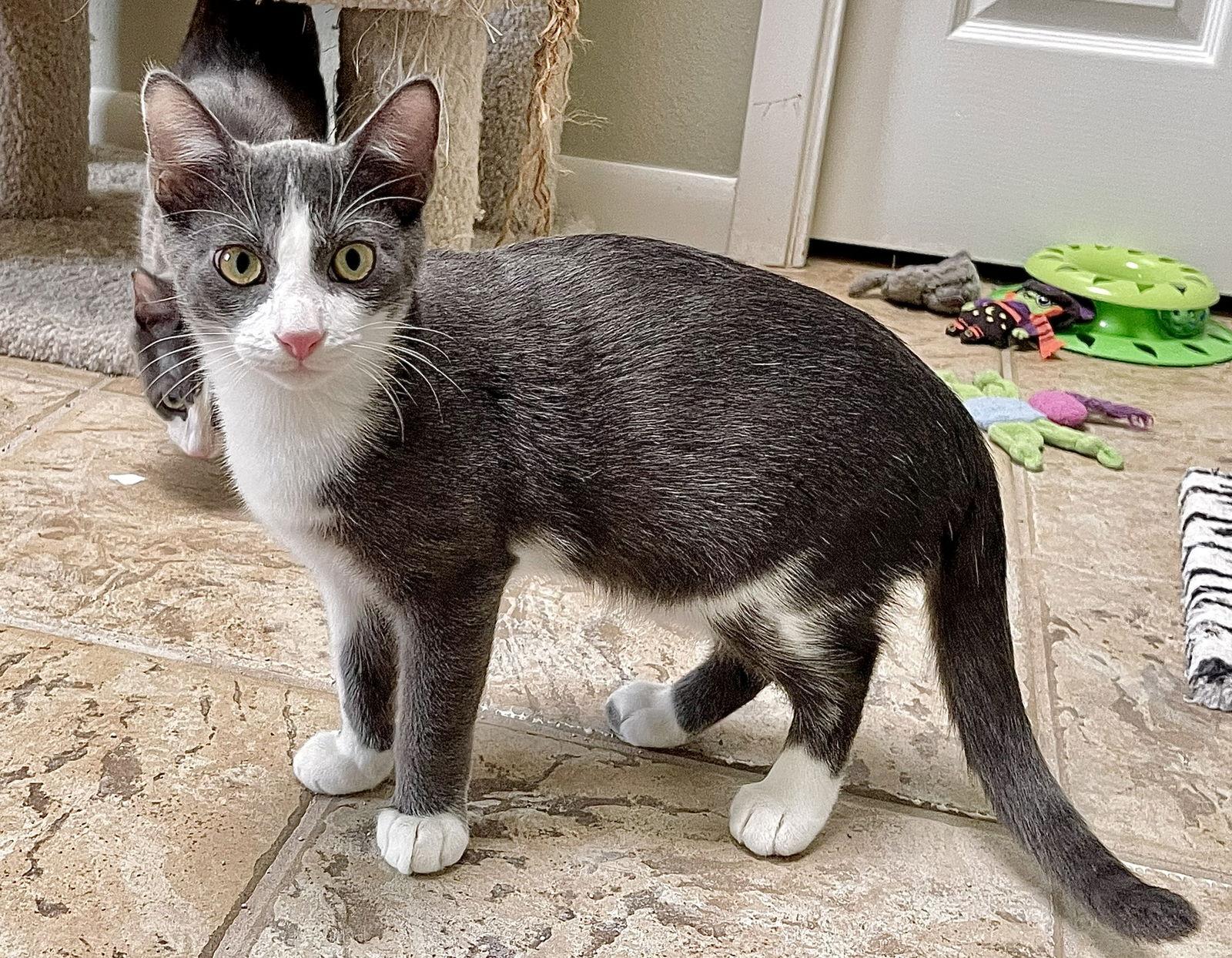 Emile, a Adoptable mixed breed in Texarkana, TX image 2/2