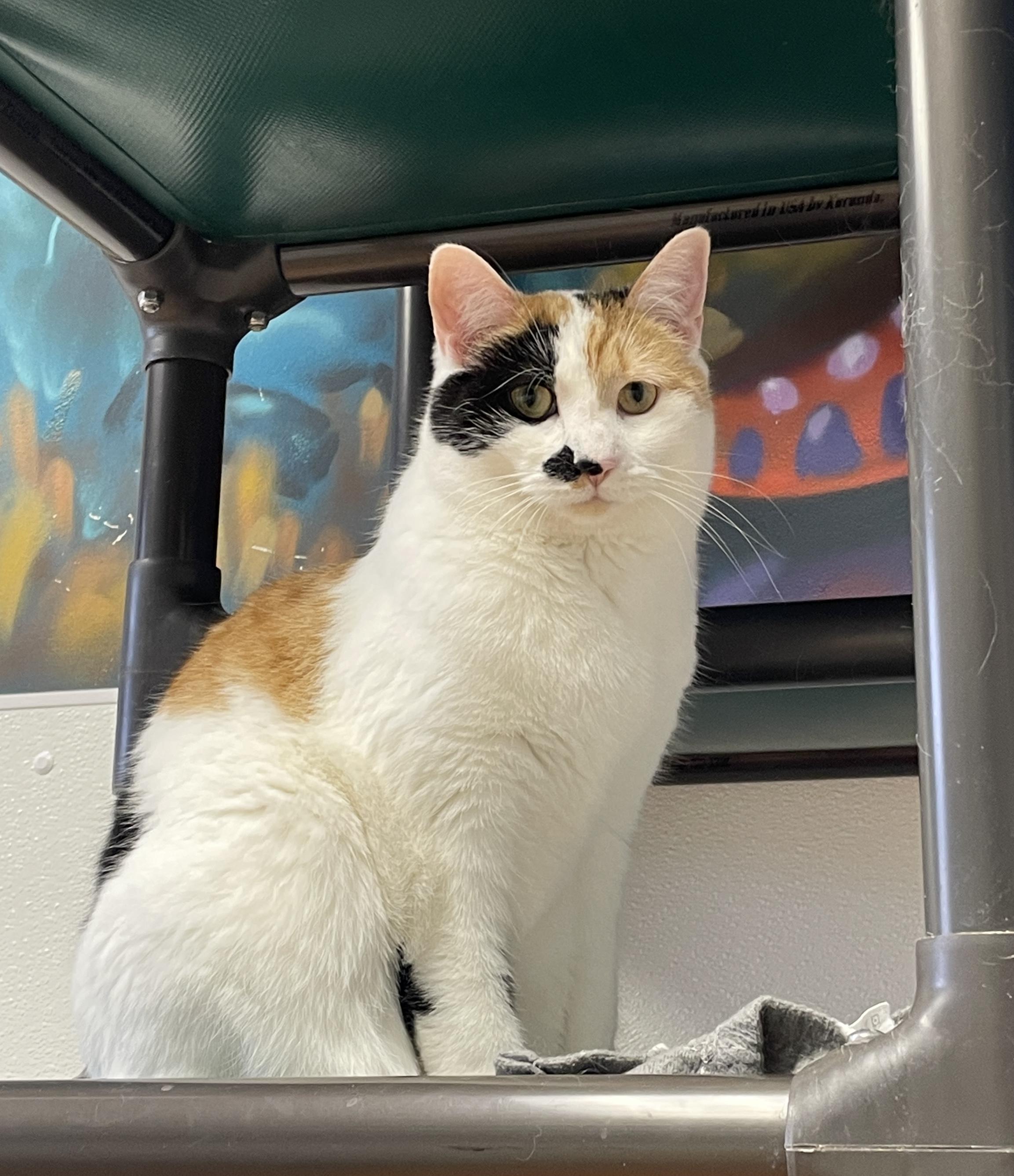 Celine, a Adoptable Domestic Short Hair in Rochester, NY image 6/6