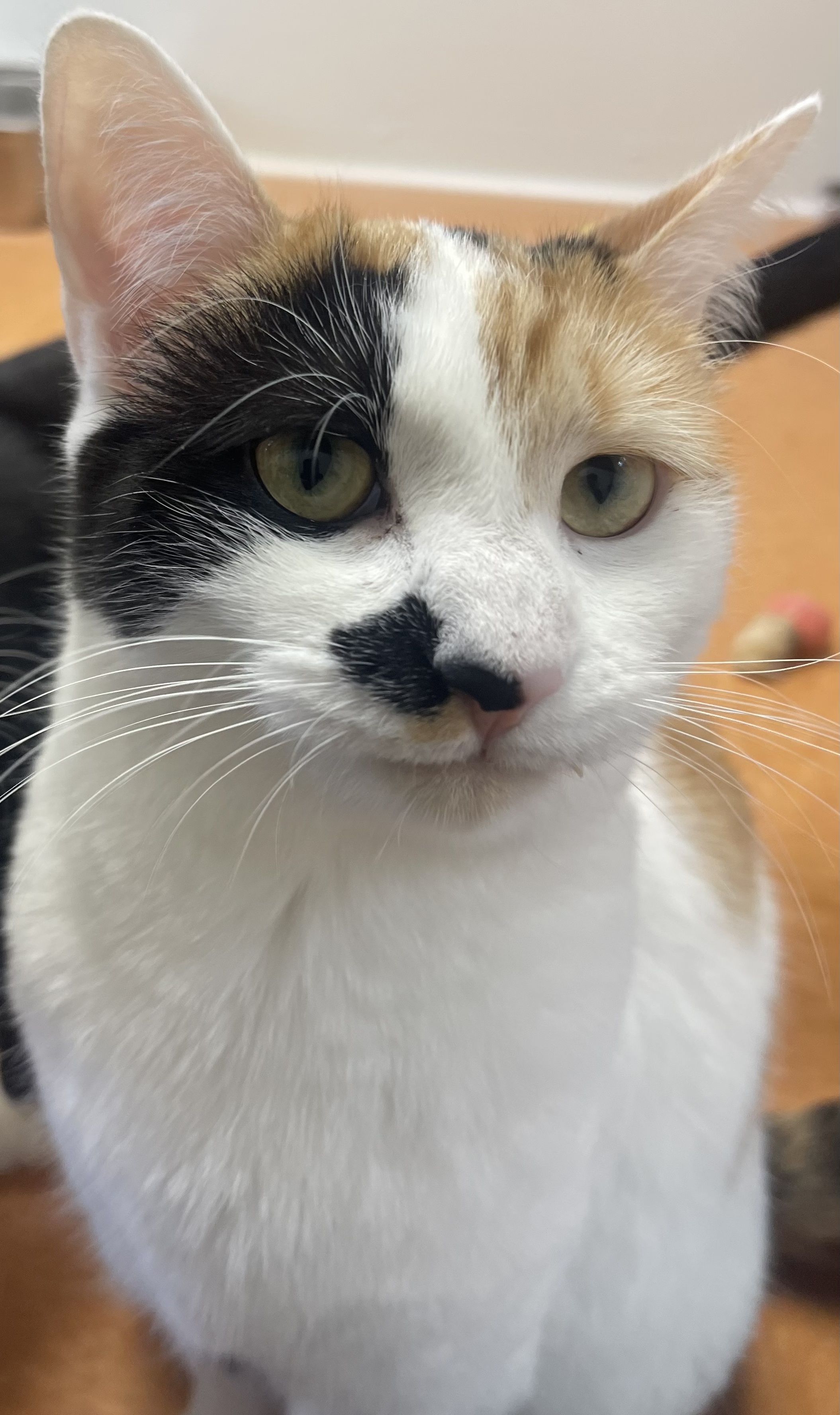 Celine, a Adoptable Domestic Short Hair in Rochester, NY image 3/6