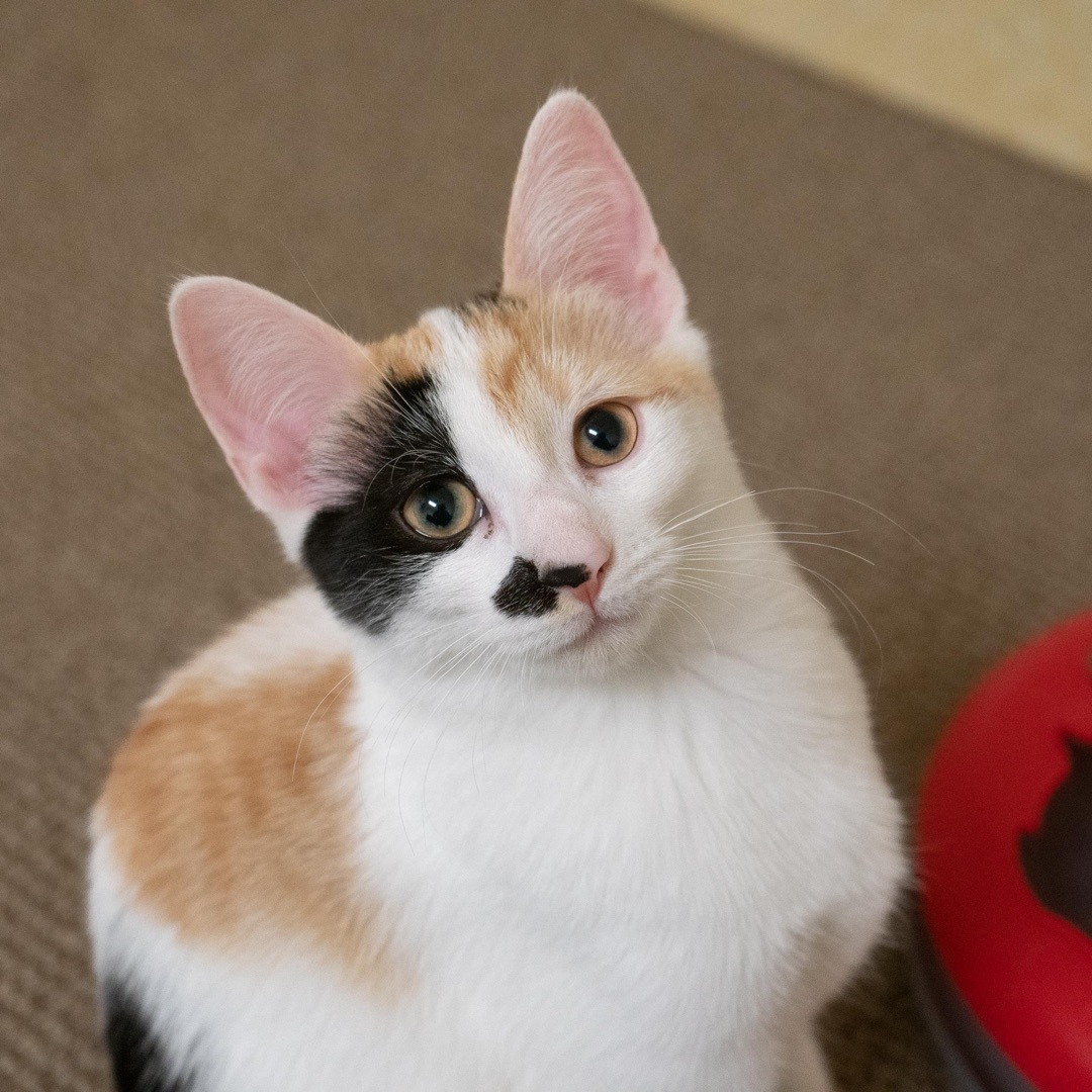 Celine, a Adoptable Domestic Short Hair in Rochester, NY image 4/6