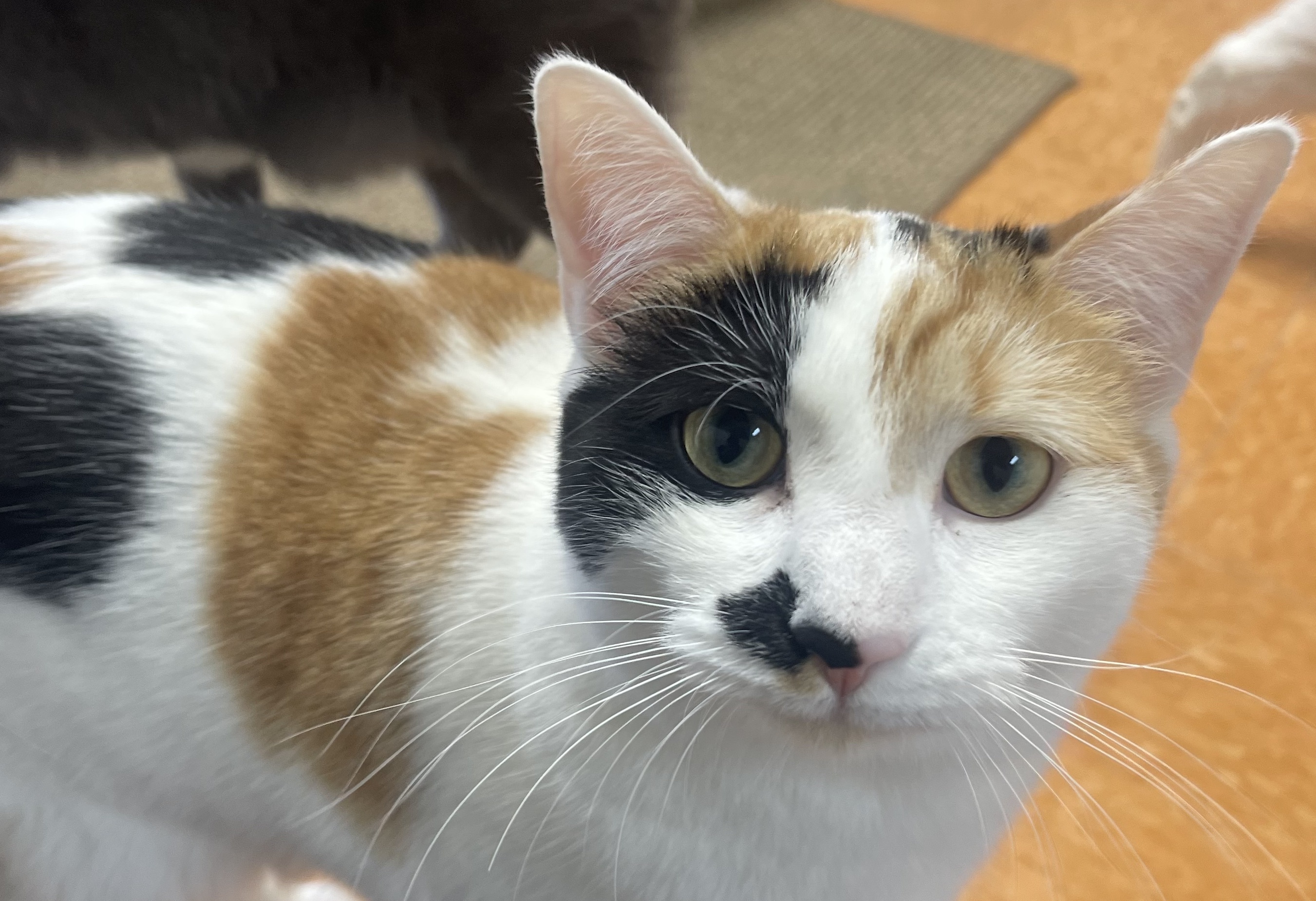 Celine, a Adoptable Domestic Short Hair in Rochester, NY image 5/6